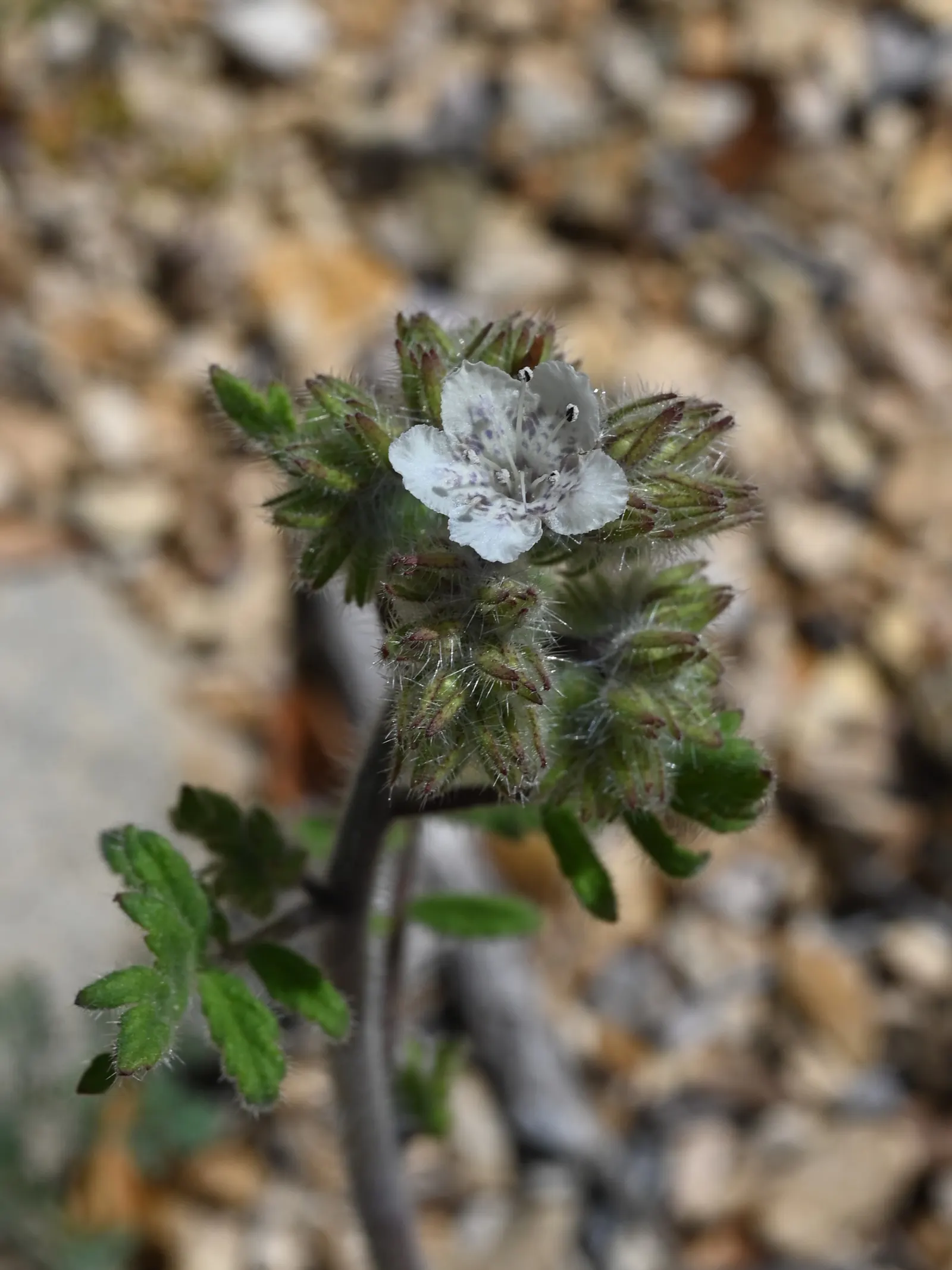 California Phacelia (Phacelia Californica) — Thriving in USDA hardiness zones 9-10; it also exhibits excellent drought tolerance once established, image 82