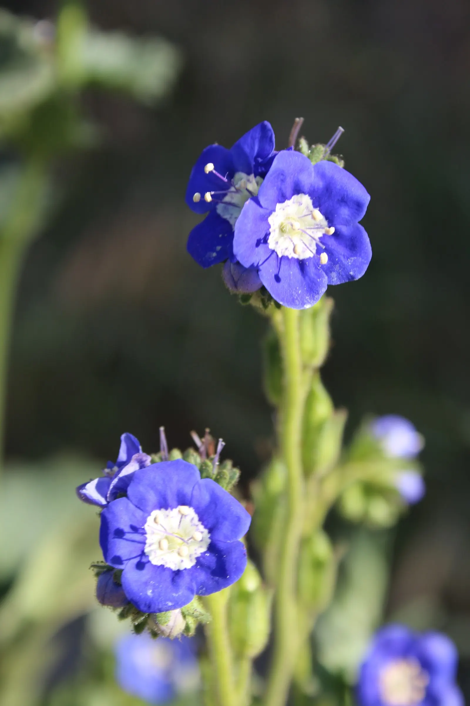 California Phacelia (Phacelia Californica) — reaching 1-2 feet in height and spread; commonly known as California phacelia
