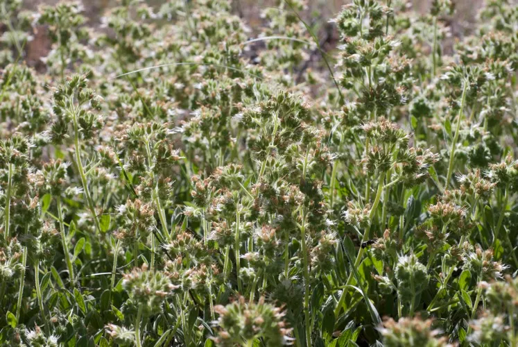 California Phacelia (Phacelia Californica) — Drought-tolerant once established; commonly referred to as California phacelia, image 101