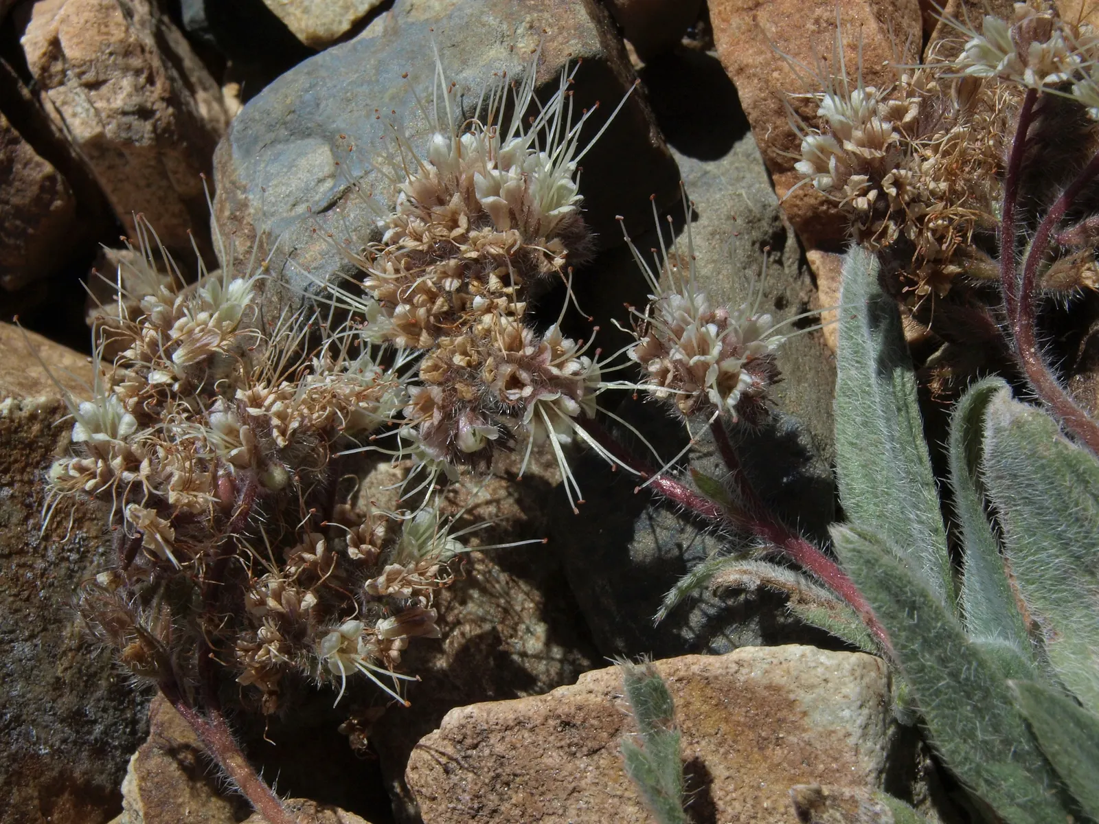 California Phacelia (Phacelia Californica) — Thriving in USDA hardiness zones 9-10