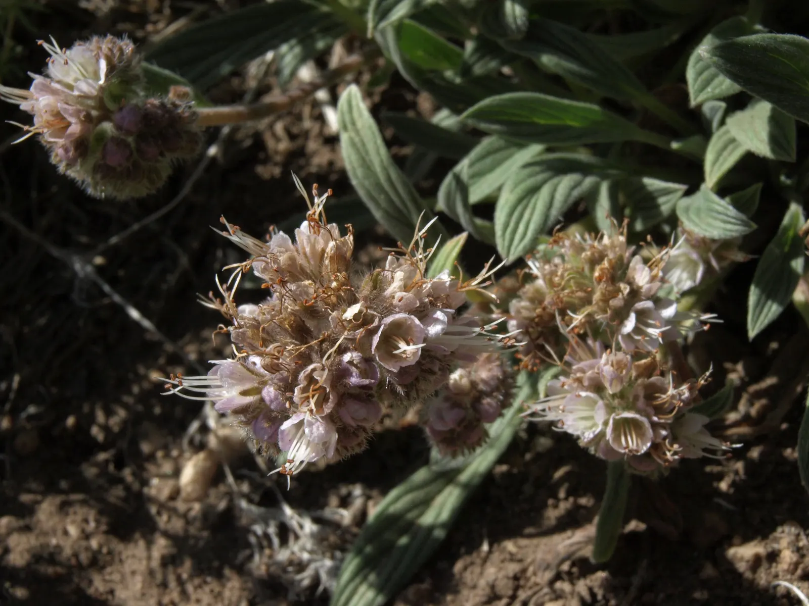 California Phacelia (Phacelia Californica) — reaching 1-2 feet in height and spread; commonly known as California phacelia, image 100