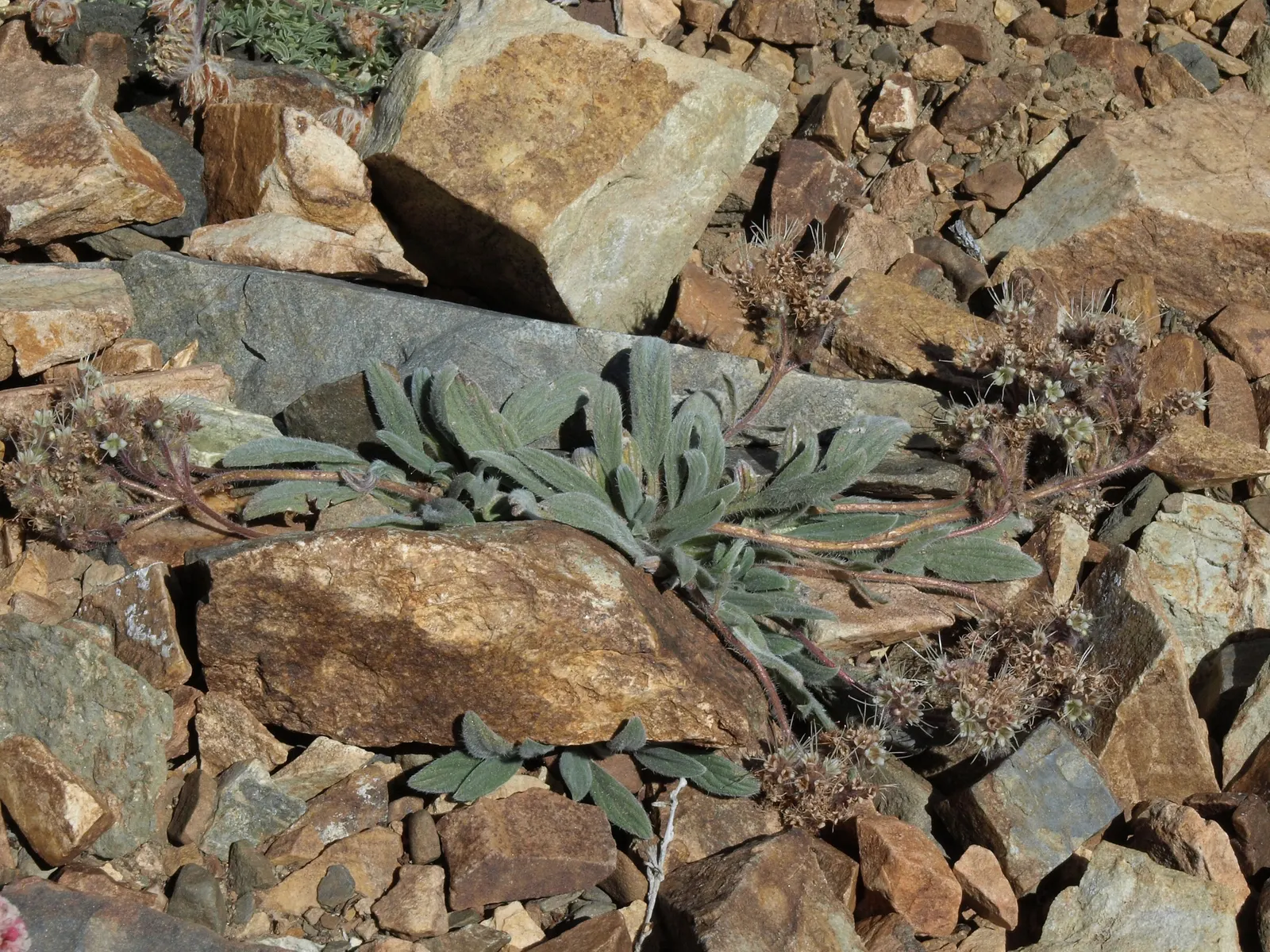 California Phacelia (Phacelia Californica) — This perennial prefers full sun to partial shade and thrives in well-drained soils