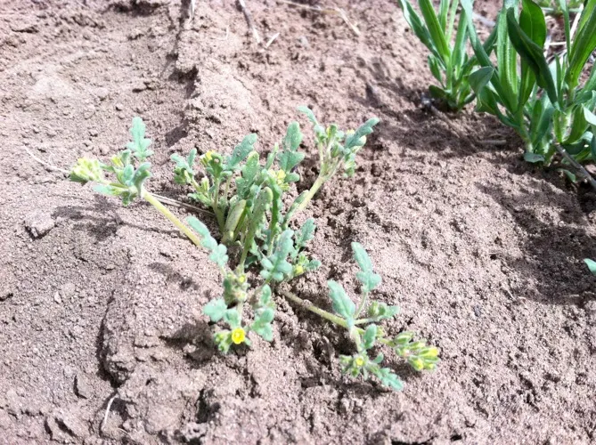 California Phacelia (Phacelia Californica) — perennial for full; it's a conscientious choice for the eco-minded client