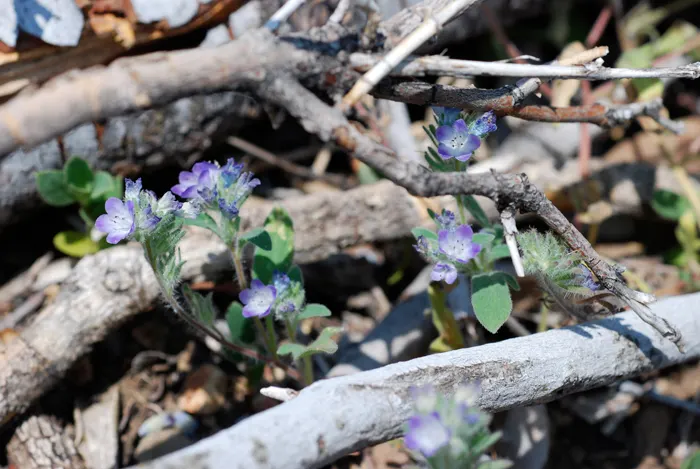 California Phacelia (Phacelia Californica) — thereby contributing to the garden's biodiversity