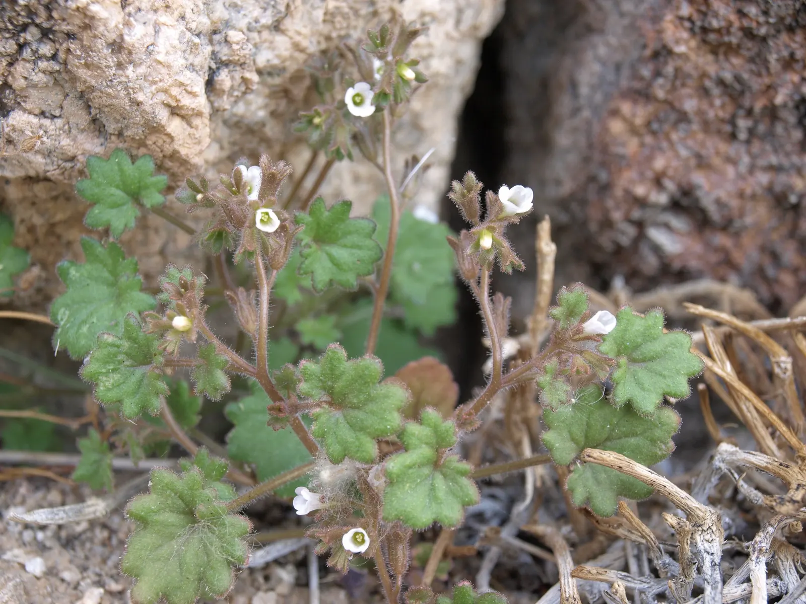 California Phacelia (Phacelia Californica) — is a flowering native prized for its vibrant display of bell-shaped lavender blooms; this species, image 74