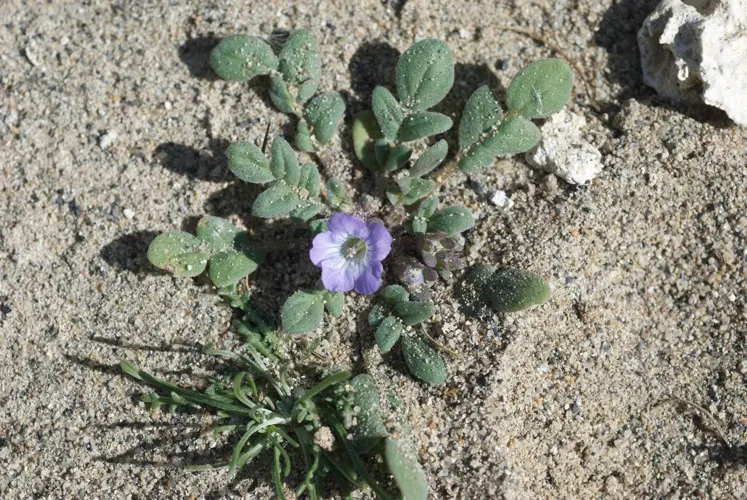 California Phacelia (Phacelia Californica) — perennial for full; it's a conscientious choice for the eco-minded client, image 120