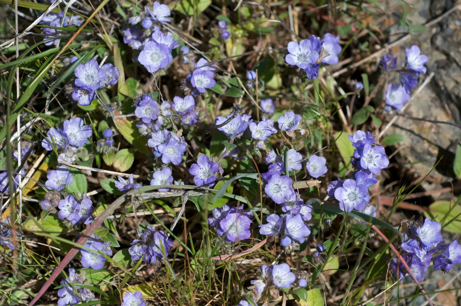 California Phacelia (Phacelia Californica) — encompassing coastal bluffs; is a charming native perennial esteemed for its resilience and ornamental value in