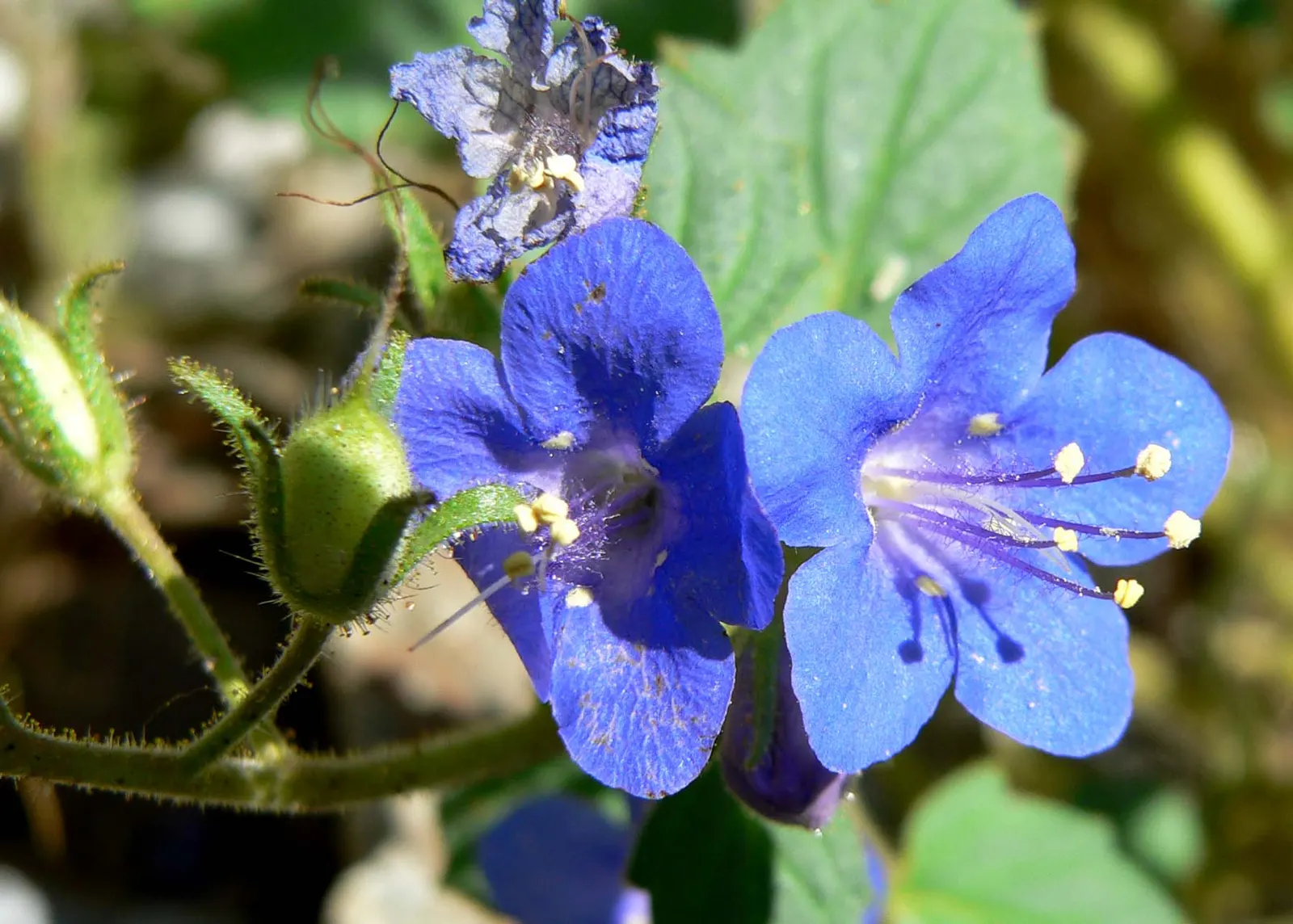 California Phacelia (Phacelia Californica) — It also exhibits excellent drought tolerance once established; thriving in USDA hardiness zones 9-10, image 115