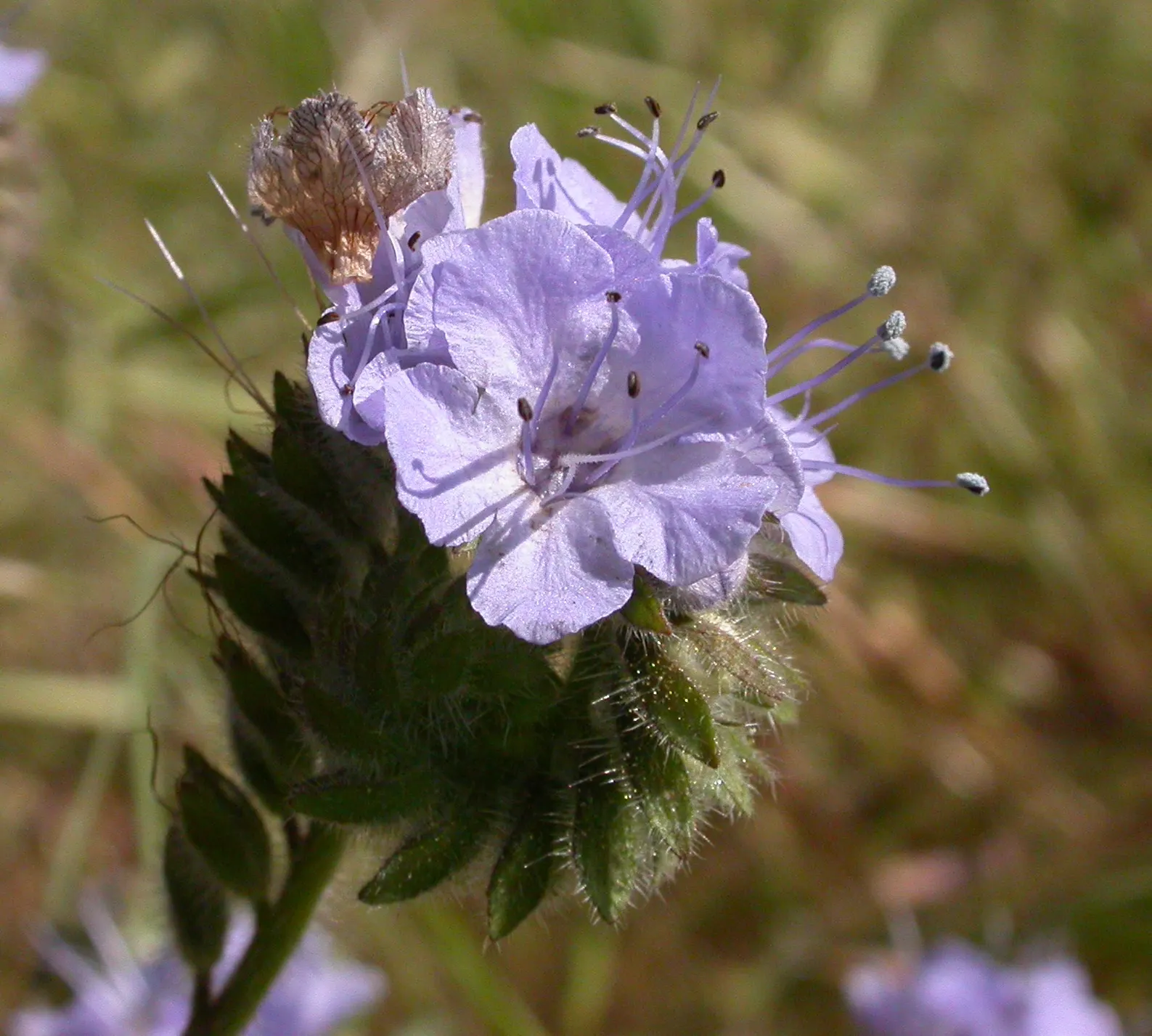 California Phacelia (Phacelia Californica) — commonly known as California phacelia; reaching 1-2 feet in height and spread, image 73