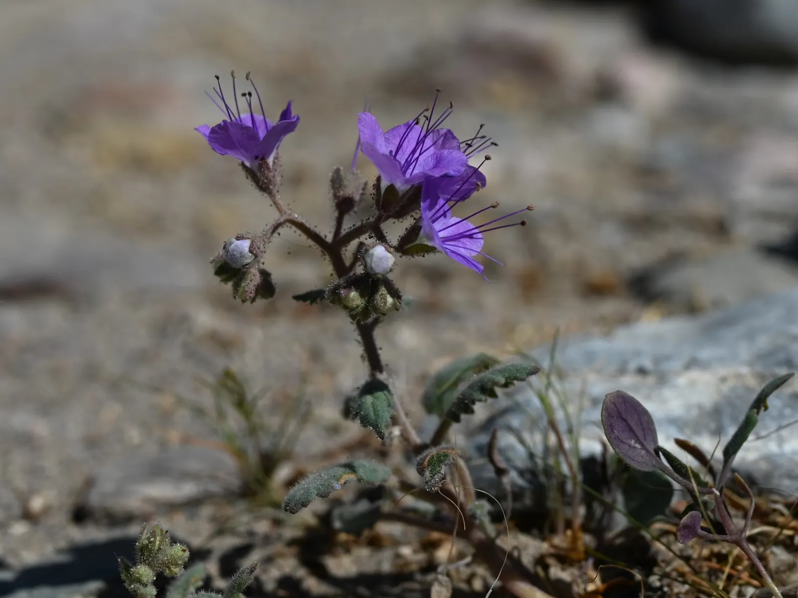 California Phacelia (Phacelia Californica) — making it an ideal candidate for borders or as a groundcover in garden designs; perennial with purple blooms