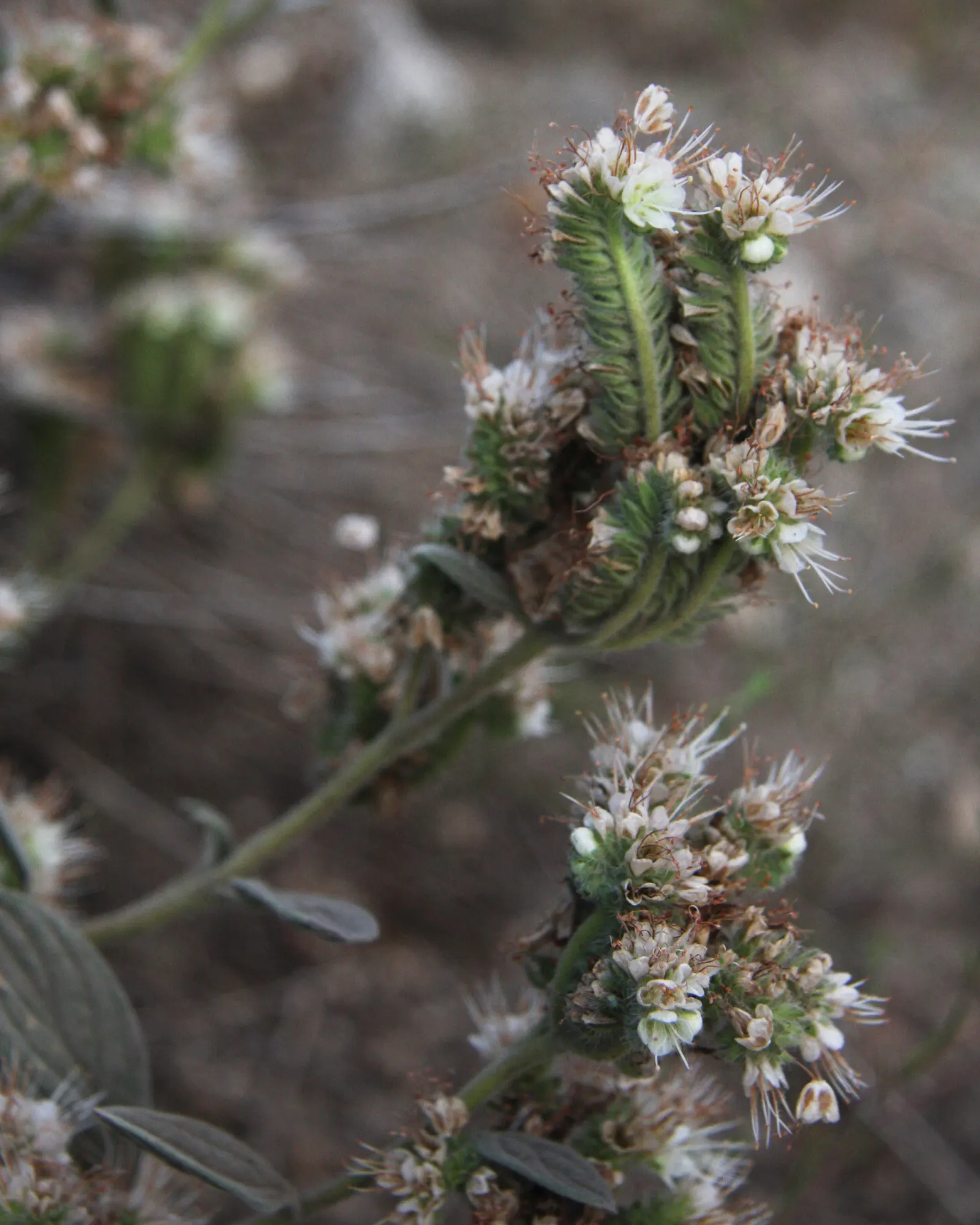 California Phacelia (Phacelia Californica) — this species boasts a remarkable adaptability to various environments; is a flowering native prized for its