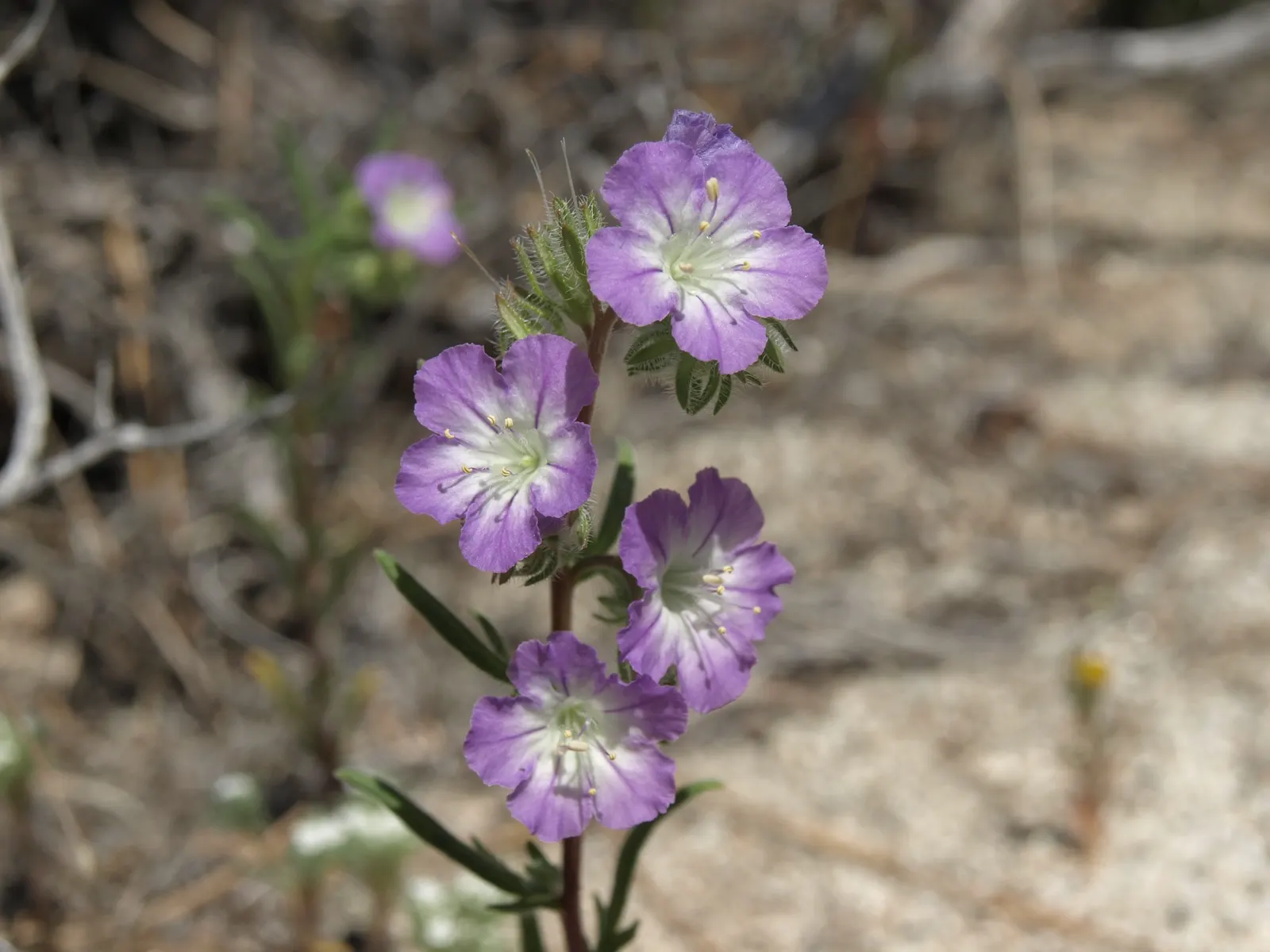 California Phacelia (Phacelia Californica) — perennial for full