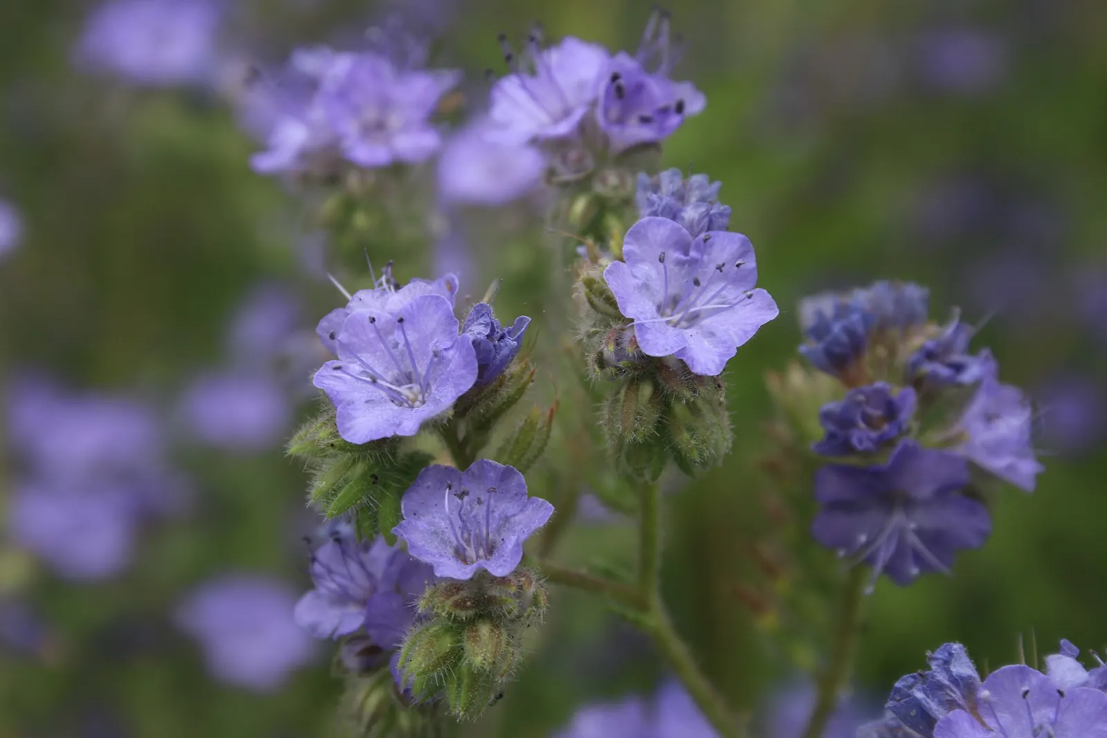 California Phacelia (Phacelia Californica) — and woodland habitats within its native spectrum.<br><br>Morphologically; attracting a plethora of pollinators