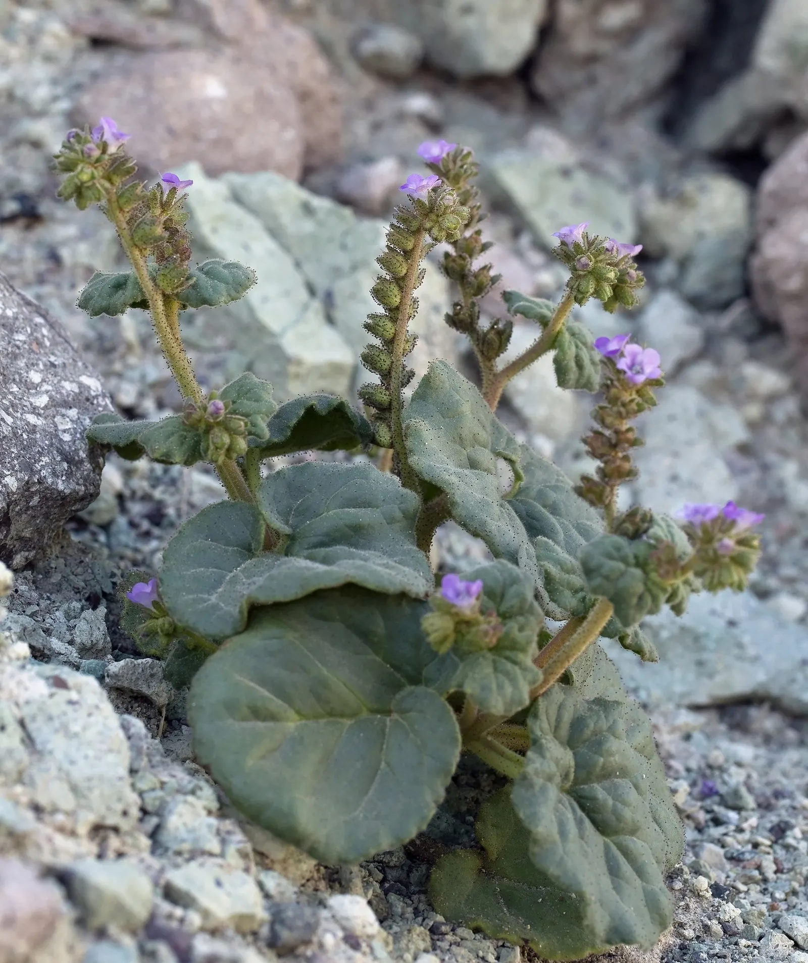 California Phacelia (Phacelia Californica) — The silhouette of this plant is enhanced by its deeply lobed; it's ideal for adding a splash of color, image 63