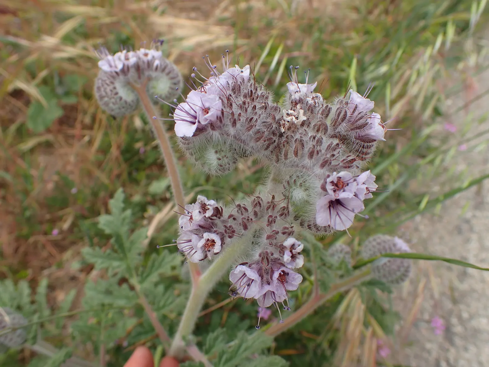 California Phacelia (Phacelia Californica) — is a flowering native prized for its vibrant display of bell-shaped lavender blooms; this species, image 50