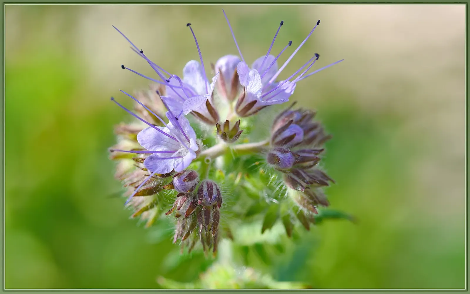 California Phacelia (Phacelia Californica) — it's ideal for adding a splash of color to California-friendly landscapes and attracts a host of, image 78