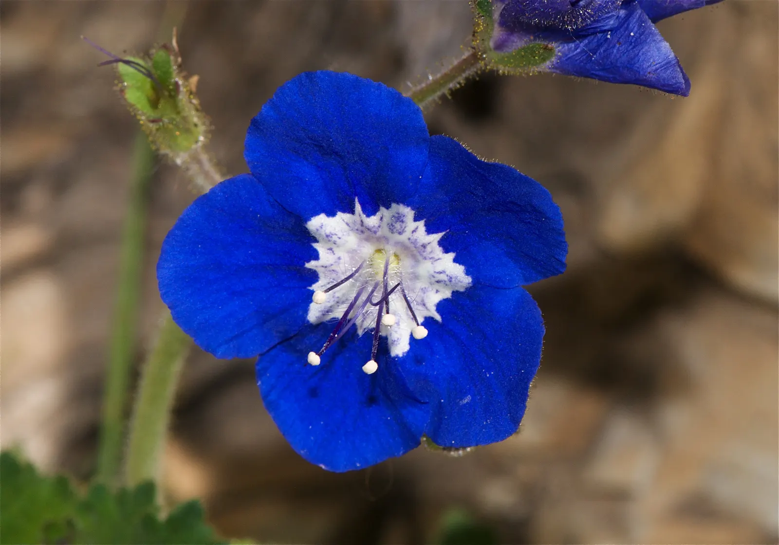California Phacelia (Phacelia Californica) — perennial with purple blooms; making it an ideal candidate for borders or as a groundcover in garden, image 71