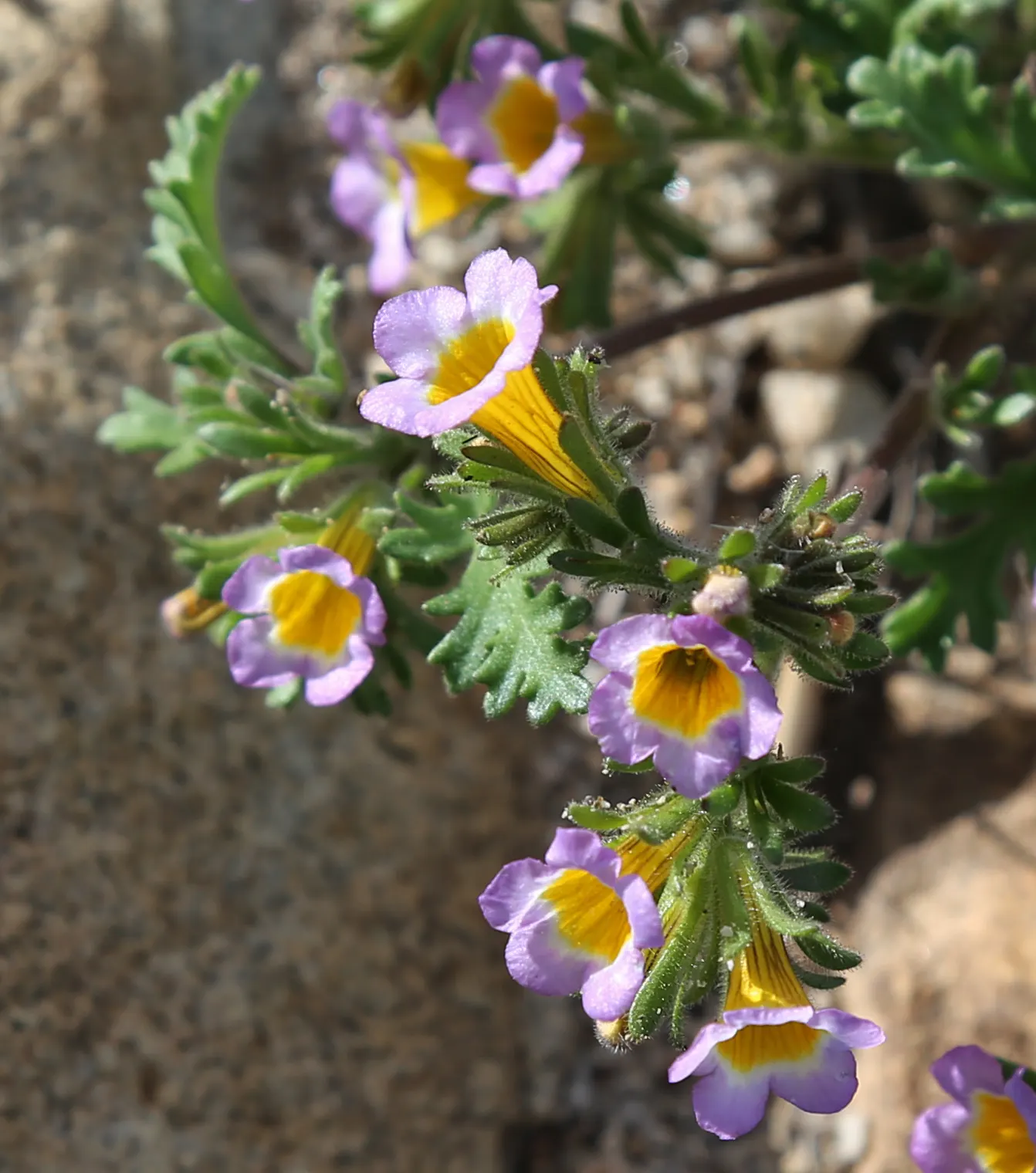 California Phacelia (Phacelia Californica) — making it an ideal candidate for borders or as a groundcover in garden designs; perennial with purple, image 86