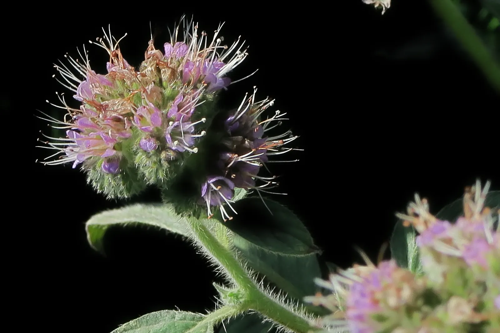 California Phacelia (Phacelia Californica) — is a flowering native prized for its vibrant display of bell-shaped lavender blooms; this species, image 98