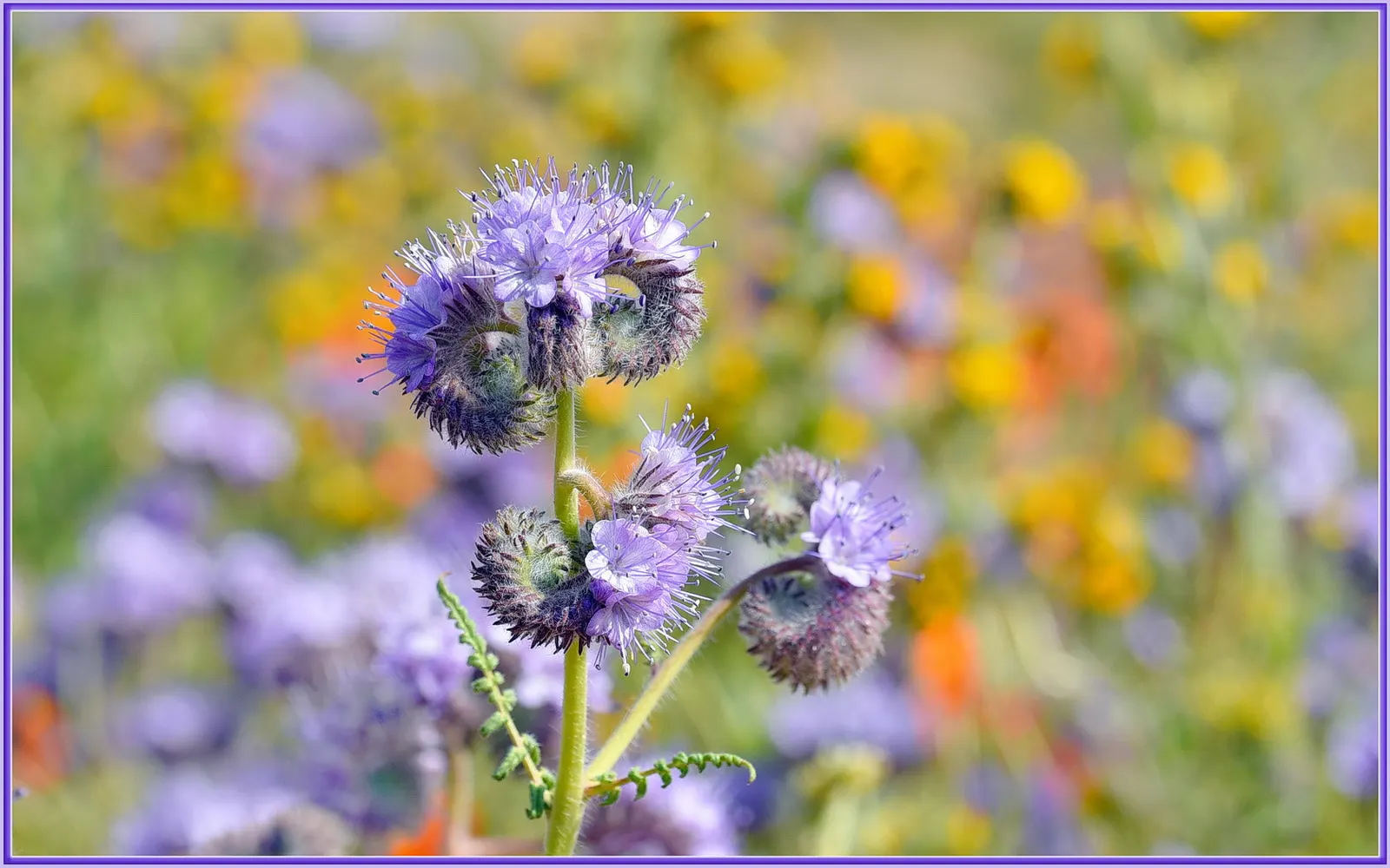 California Phacelia (Phacelia Californica) — commonly known as California phacelia; reaching 1-2 feet in height and spread, image 97