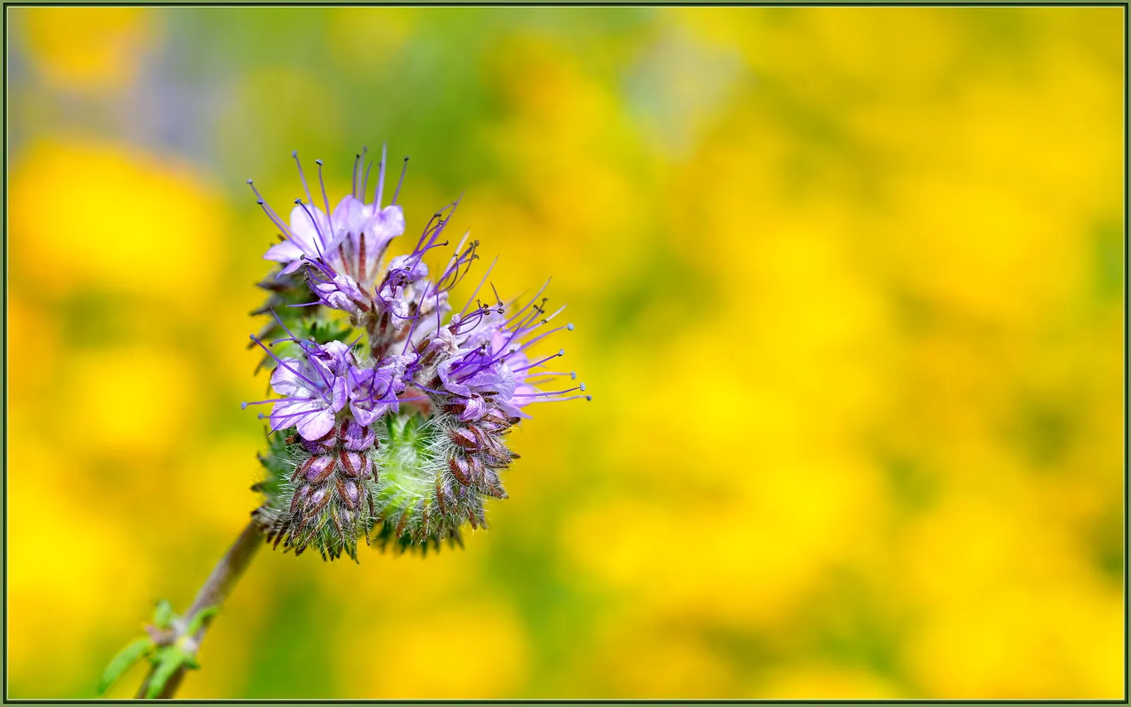 California Phacelia (Phacelia Californica) — perennial with purple blooms; making it an ideal candidate for borders or as a groundcover in garden designs