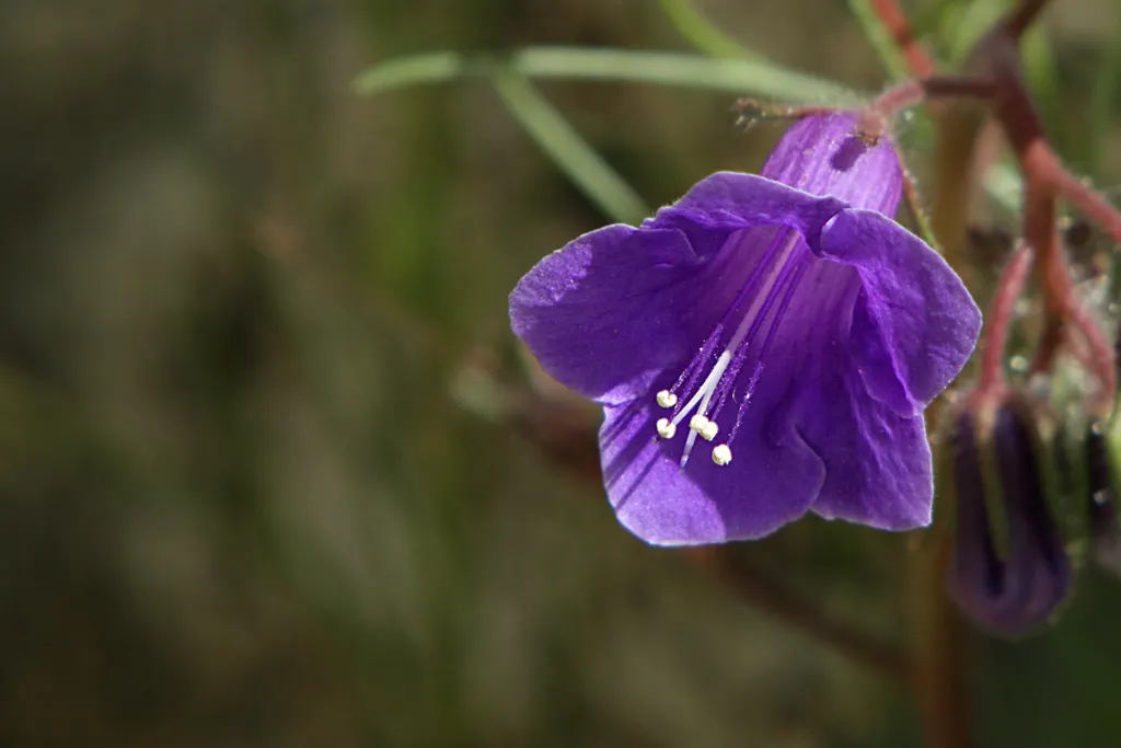 California Phacelia (Phacelia Californica) — it's ideal for adding a splash of color to California-friendly landscapes and attracts a host of, image 54