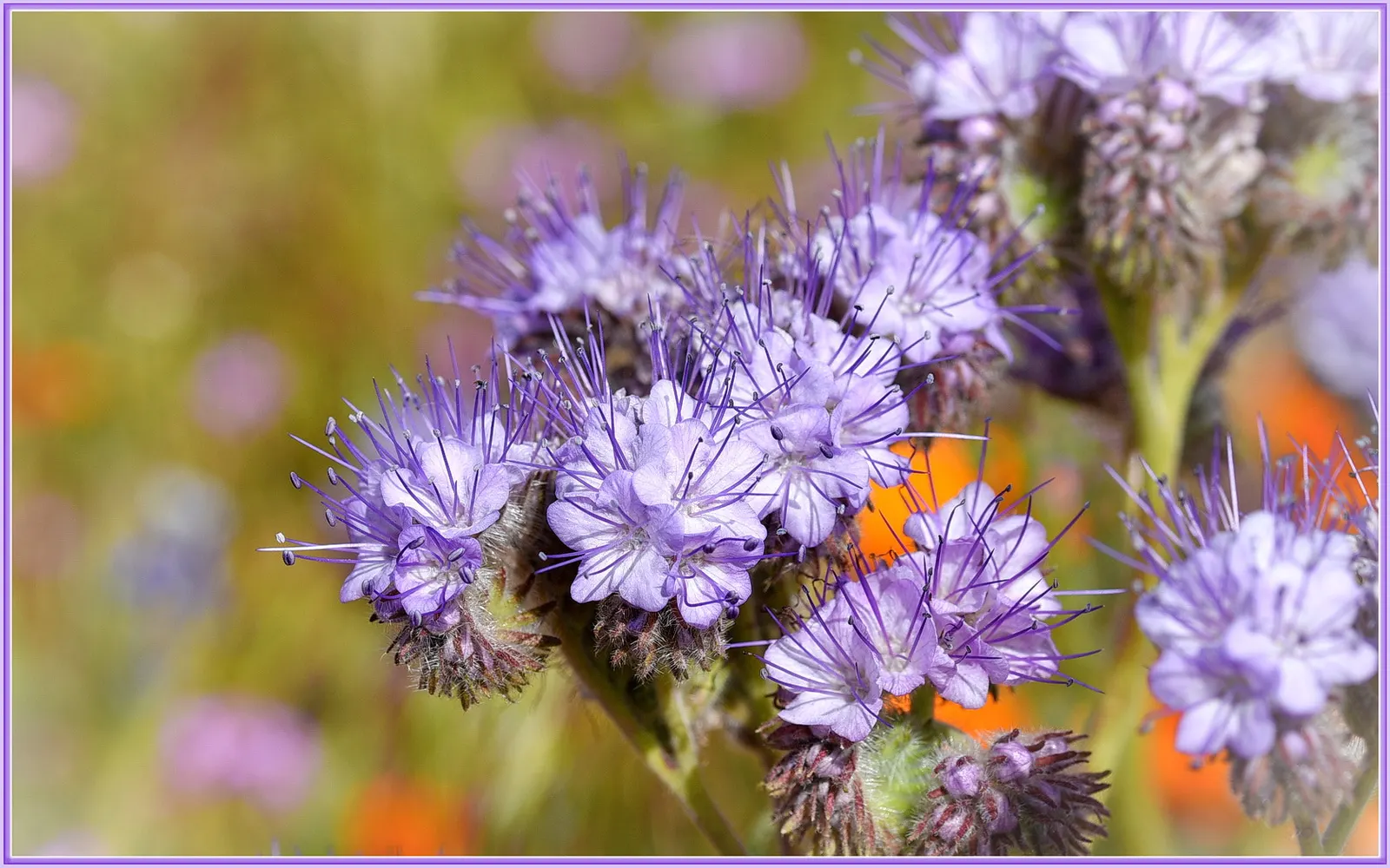 California Phacelia (Phacelia Californica) — it's ideal for adding a splash of color to California-friendly landscapes and attracts a host of pollinators; the