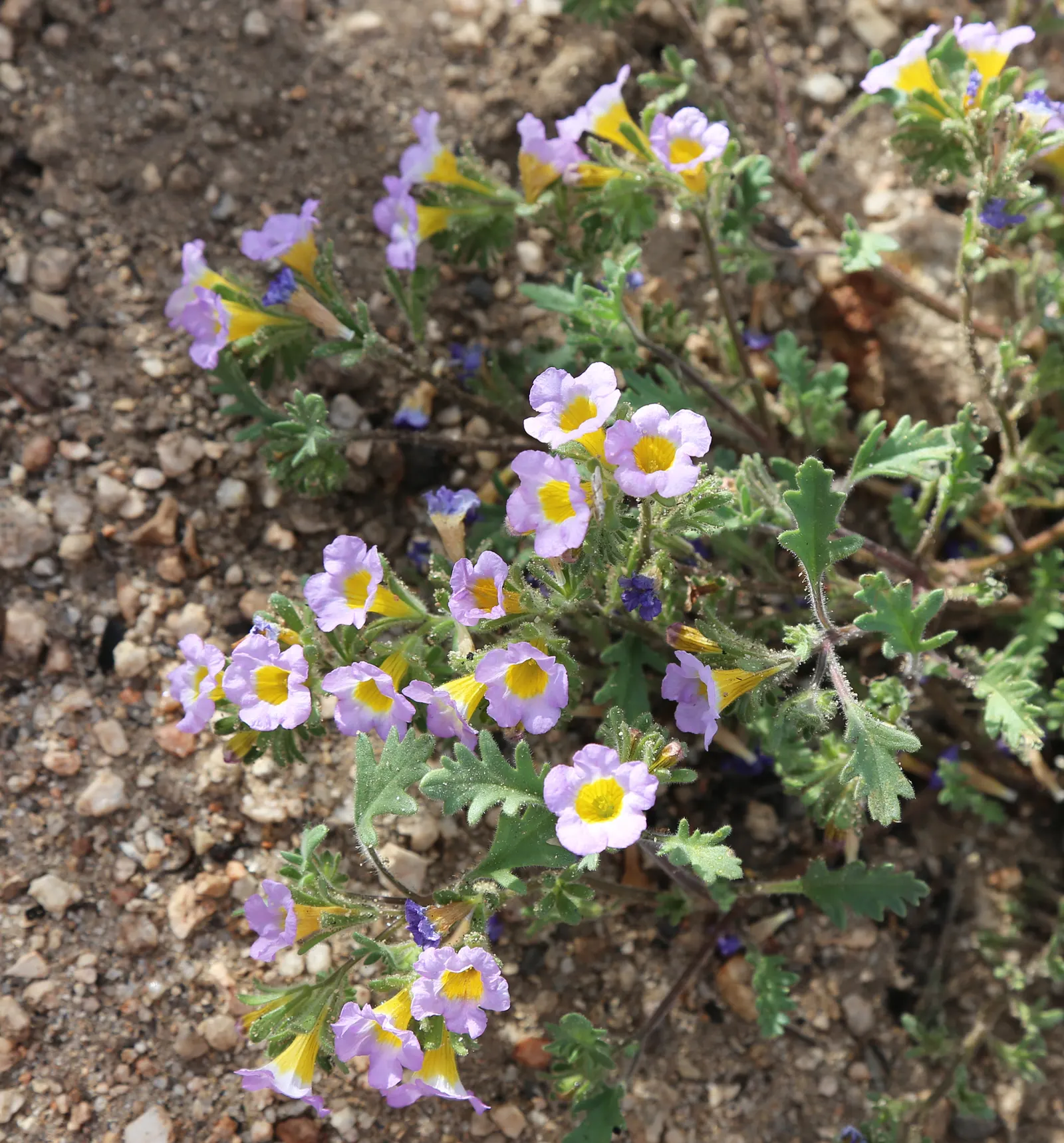 California Phacelia (Phacelia Californica) — Thriving in USDA hardiness zones 9-10; it also exhibits excellent drought tolerance once established, image 106