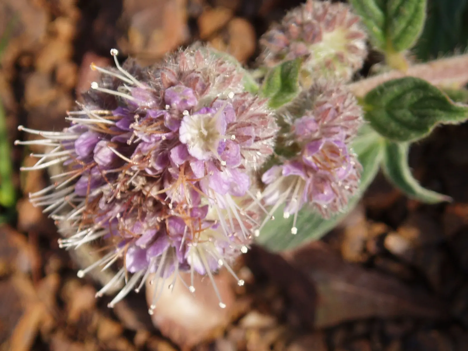 California Phacelia (Phacelia Californica) — For best performance, Phacelia californica prefers well-draining soil and full to partial sun, image 66