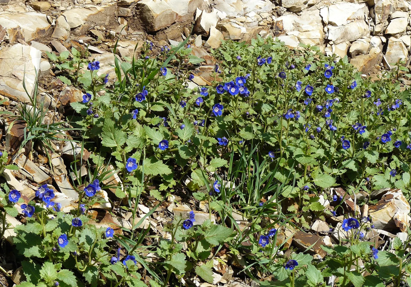 California Phacelia (Phacelia Californica) — For best performance, Phacelia californica prefers well-draining soil and full to partial sun, image 114