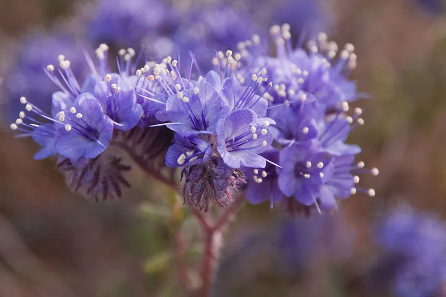 California Phacelia (Phacelia Californica) — It also exhibits excellent drought tolerance once established; thriving in USDA hardiness zones 9-10