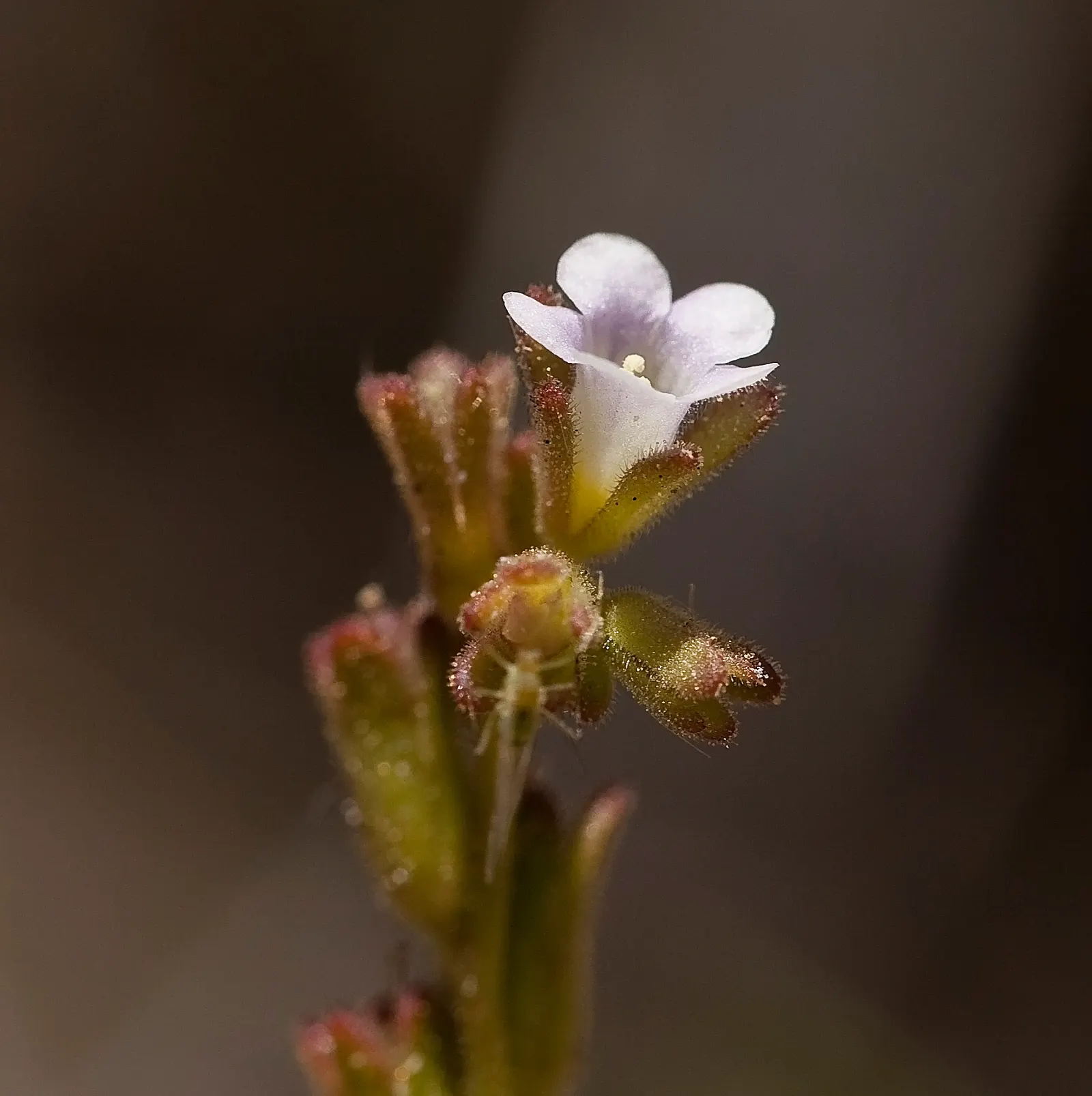 California Phacelia (Phacelia Californica) — and woodland habitats within its native spectrum.<br><br>Morphologically; attracting a plethora of, image 61