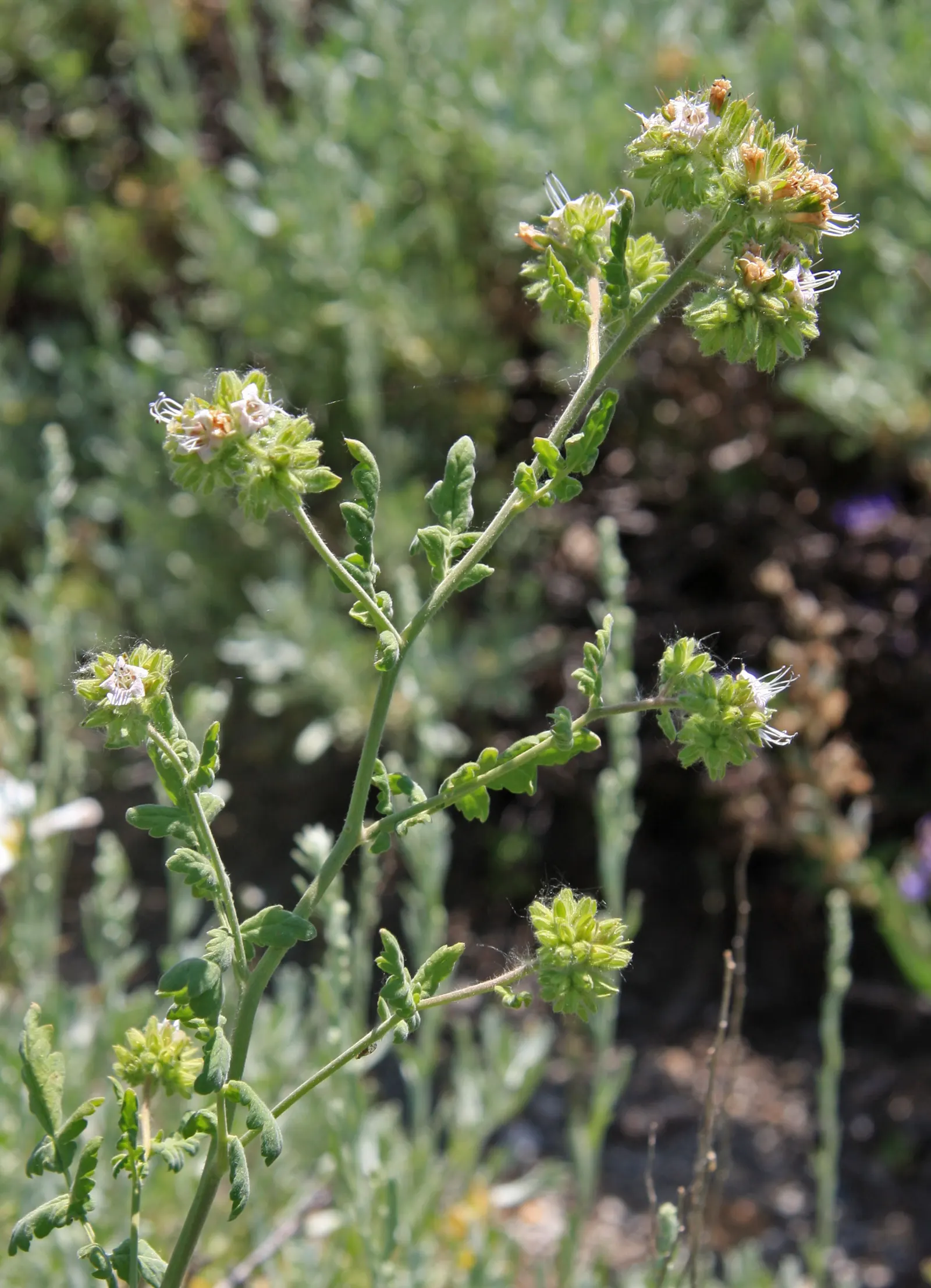 California Phacelia (Phacelia Californica) — Drought-tolerant once established; commonly referred to as California phacelia, image 125