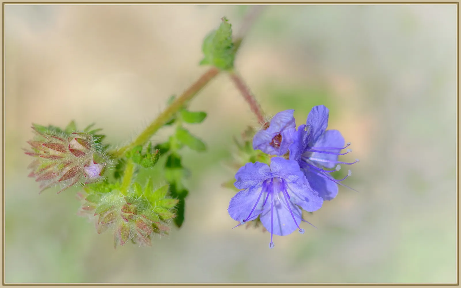 California Phacelia (Phacelia Californica) — The silhouette of this plant is enhanced by its deeply lobed; it's ideal for adding a splash of color, image 87