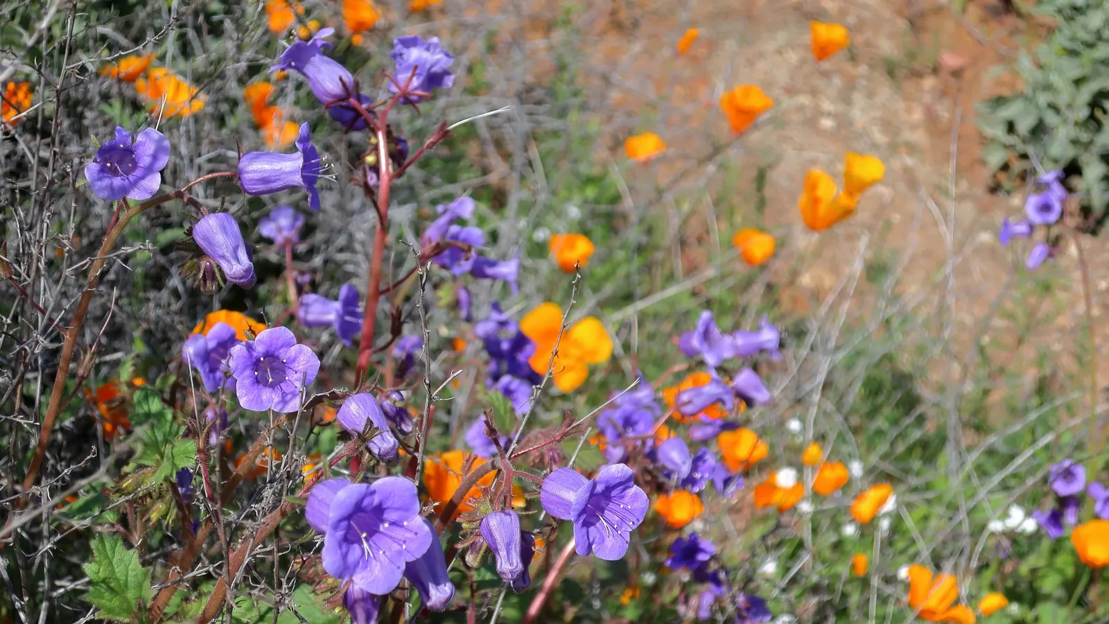 California Phacelia (Phacelia Californica) — it's a conscientious choice for the eco-minded client; perennial for full, image 117