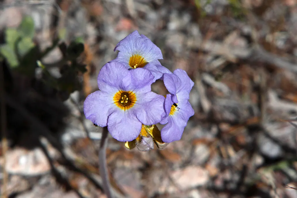 California Phacelia (Phacelia Californica) — reaching 1-2 feet in height and spread