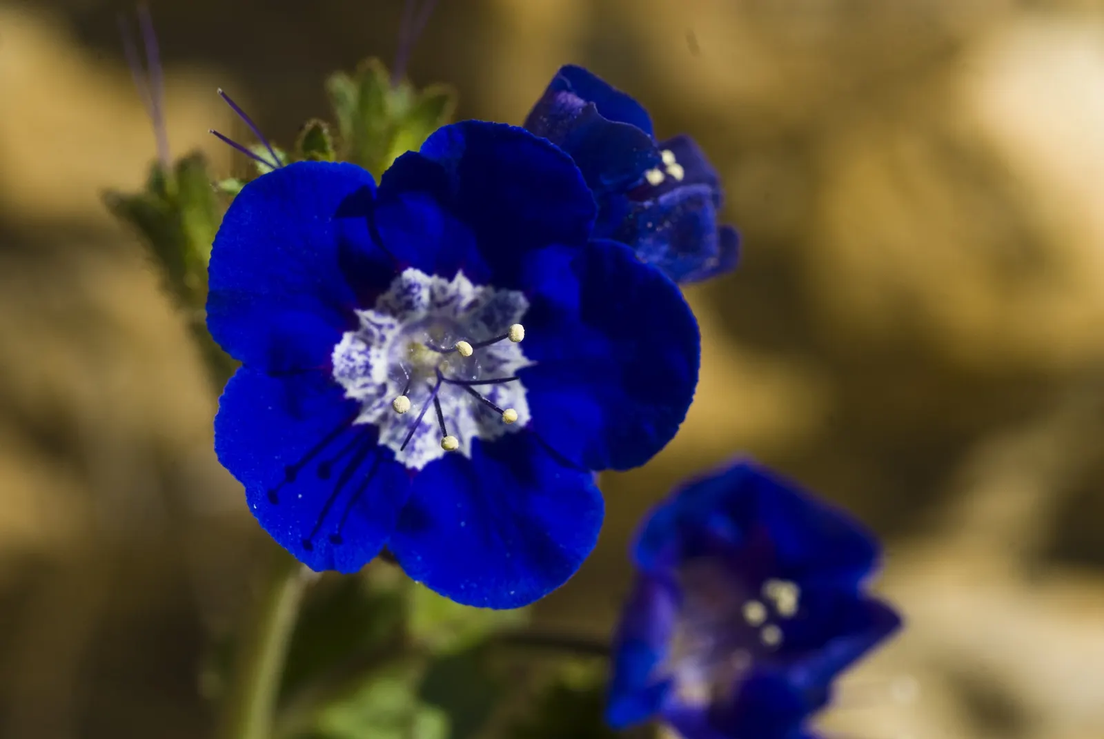 California Phacelia (Phacelia Californica) — commonly referred to as California phacelia; drought-tolerant once established, image 80
