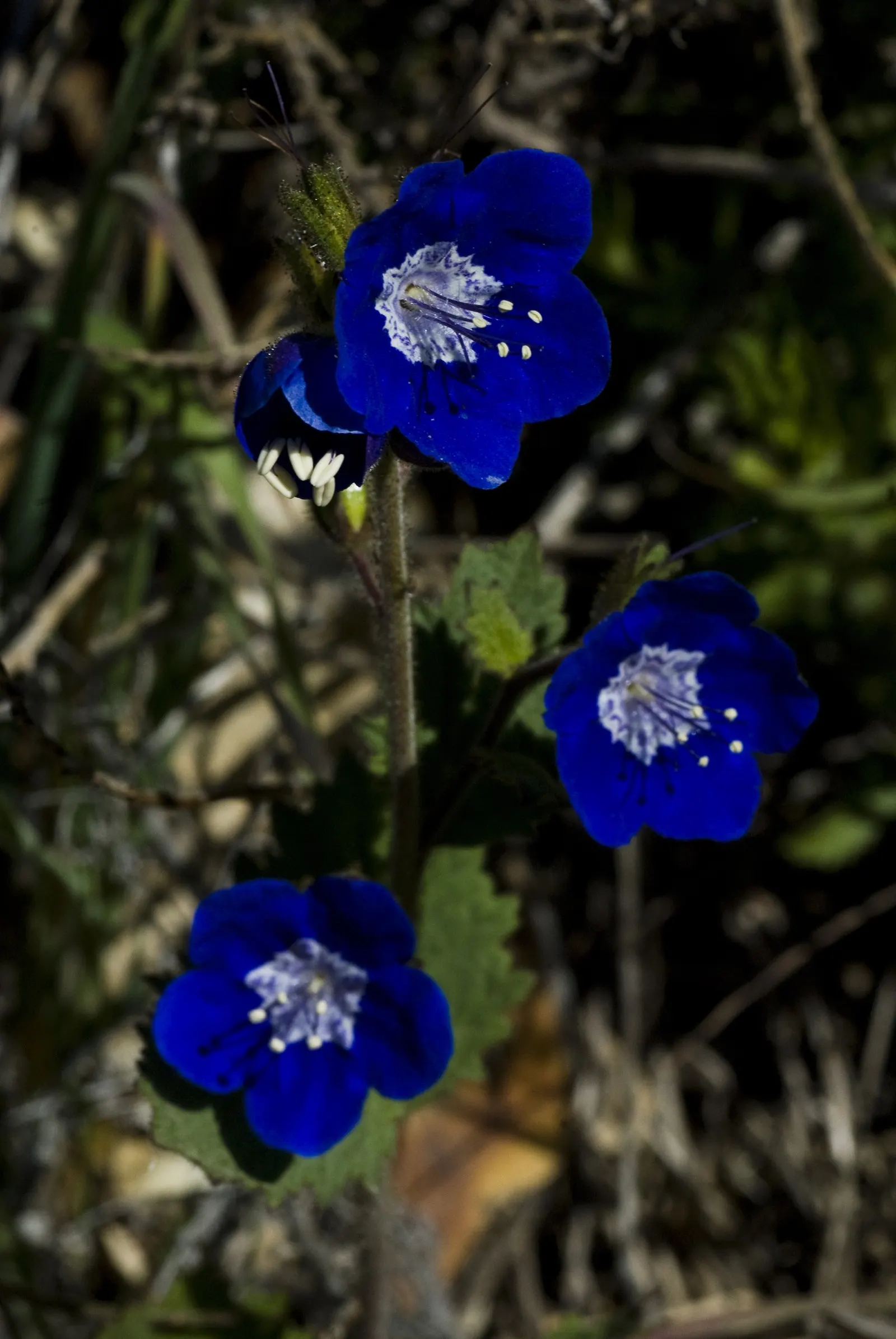 California Phacelia (Phacelia Californica) — it's a conscientious choice for the eco-minded client; perennial for full, image 93