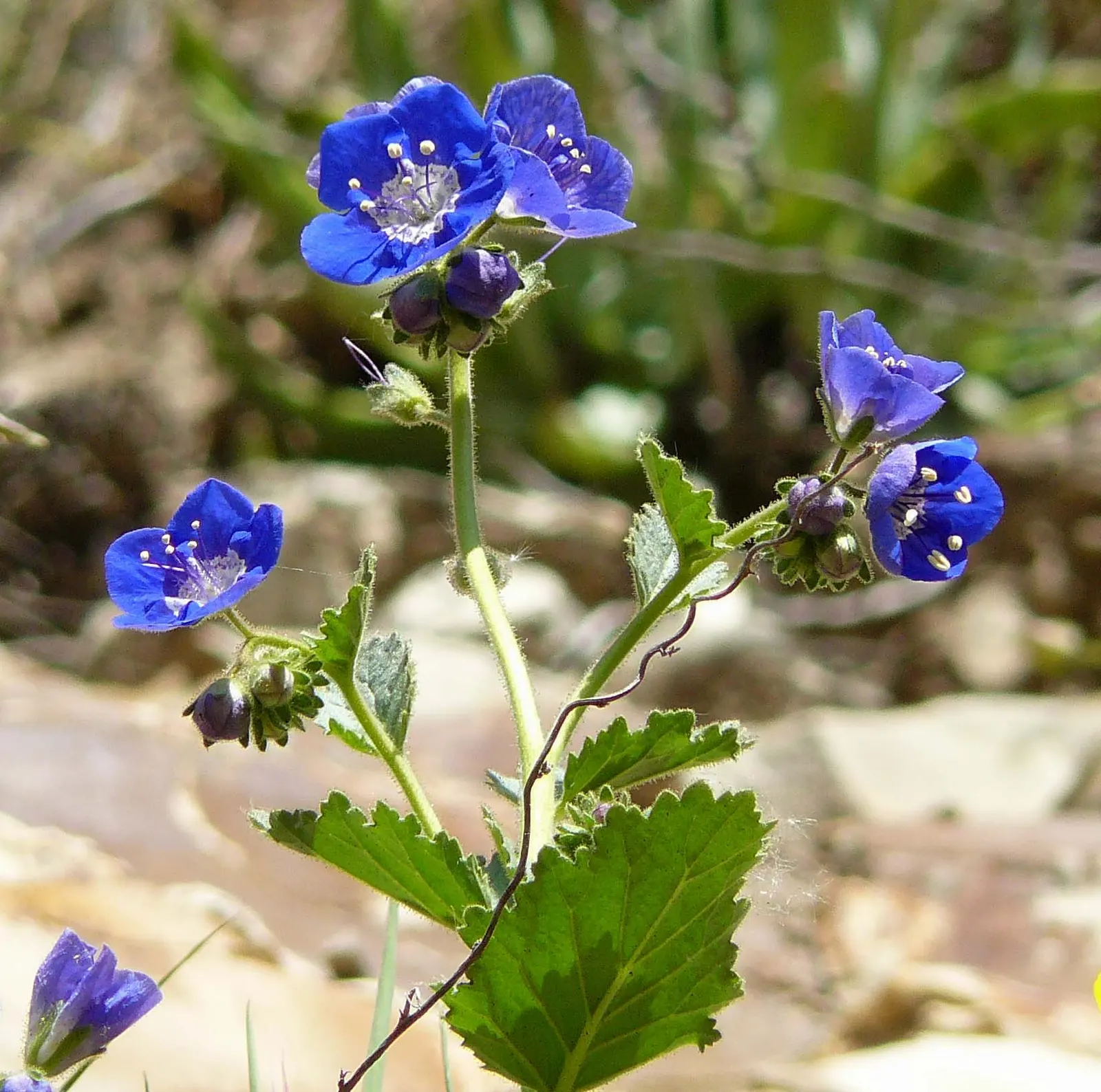 California Phacelia (Phacelia Californica) — commonly referred to as California phacelia; drought-tolerant once established, image 104