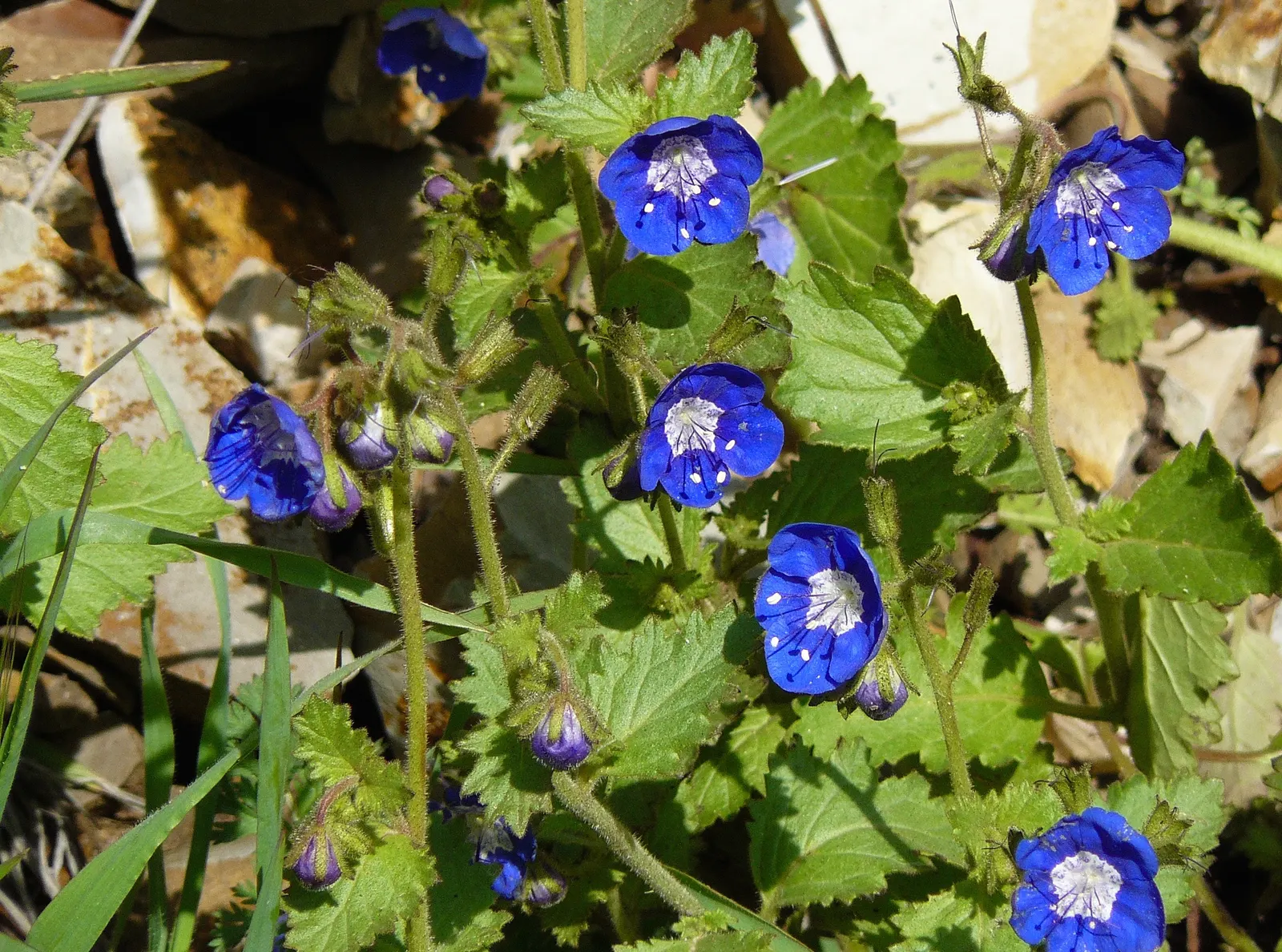 California Phacelia (Phacelia Californica) — it's a conscientious choice for the eco-minded client