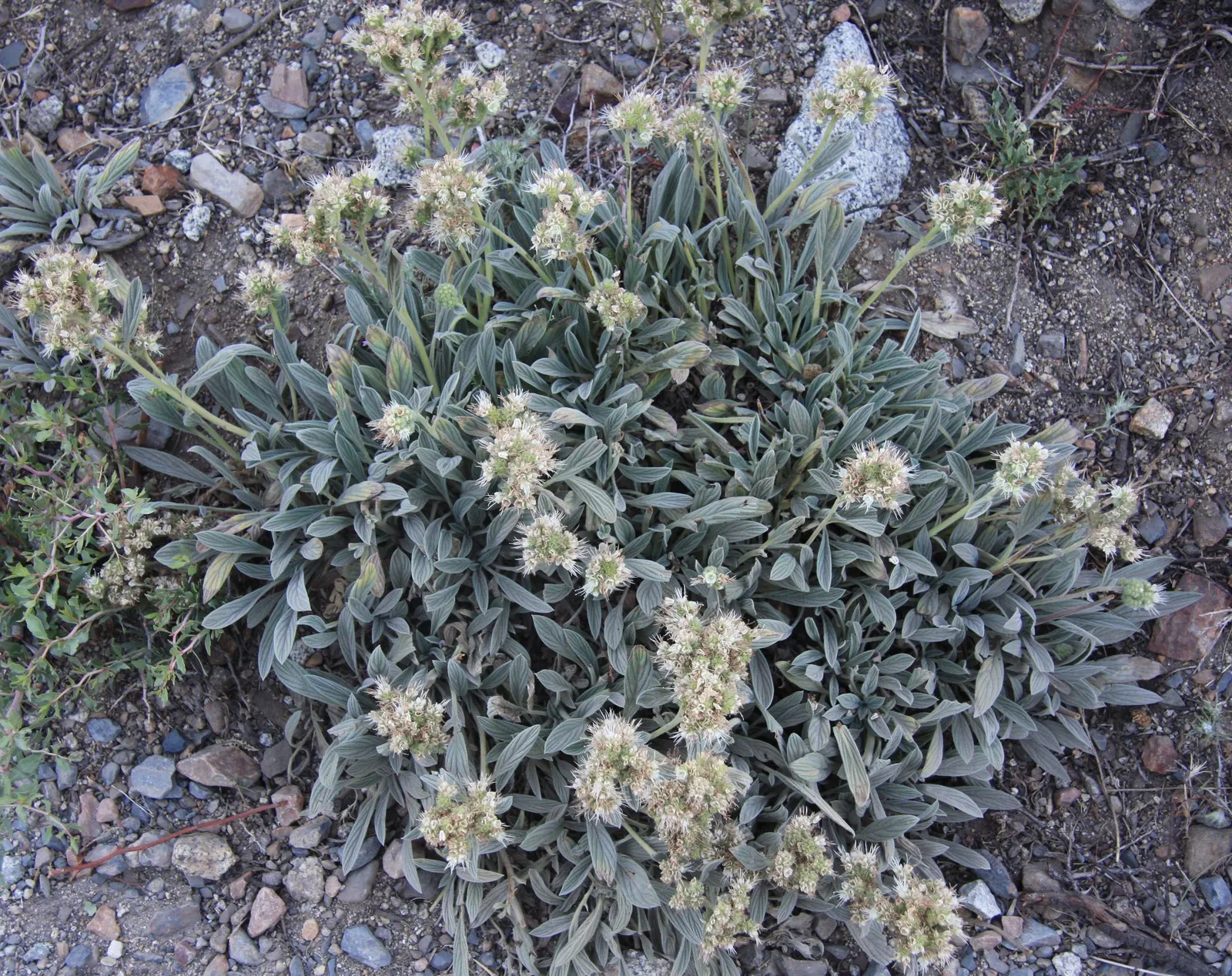 California Phacelia (Phacelia Californica) — Drought-tolerant once established