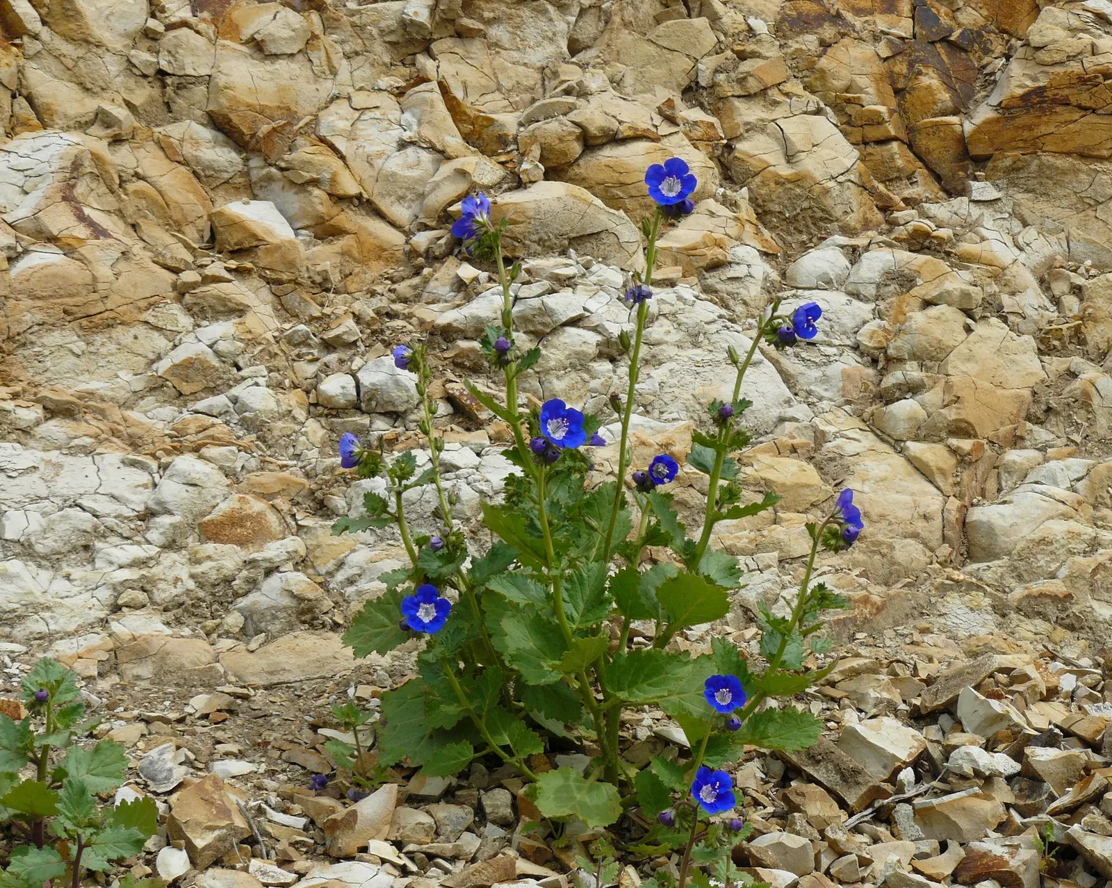 California Phacelia (Phacelia Californica) — Drought-tolerant once established; commonly referred to as California phacelia, image 77