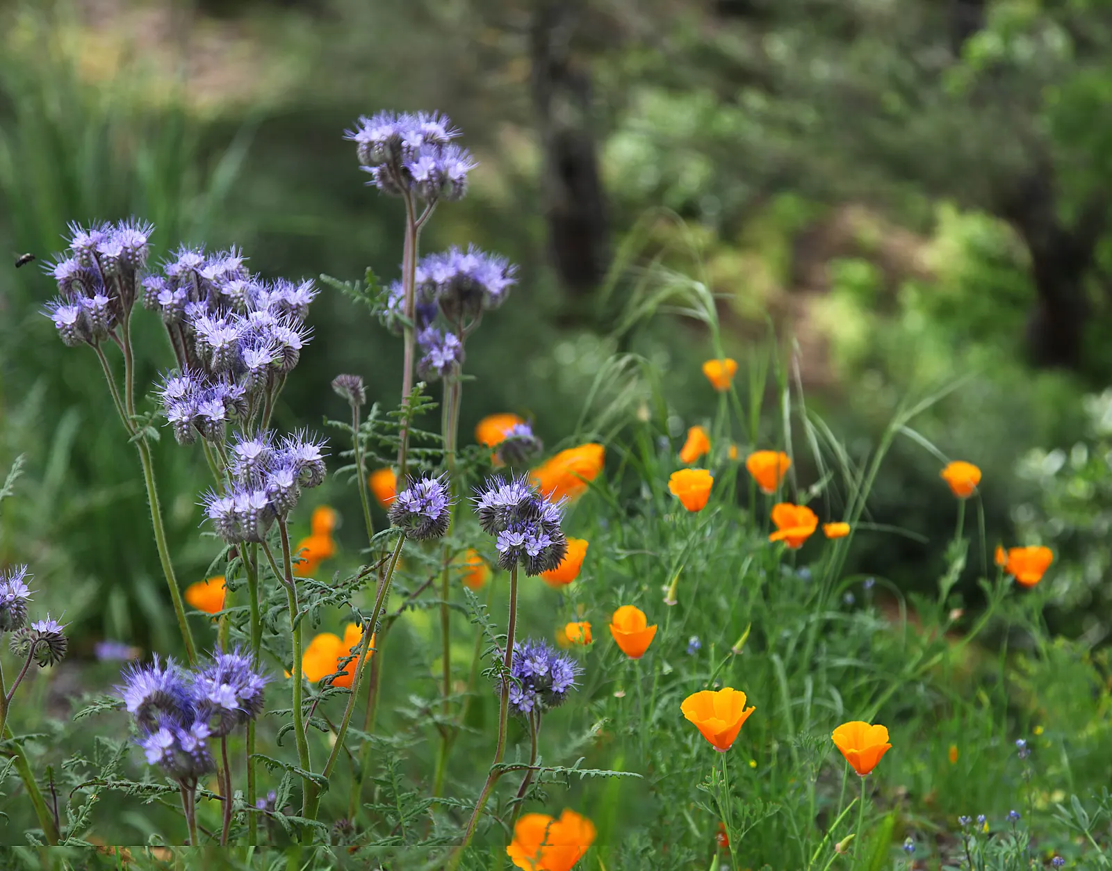 California Phacelia (Phacelia Californica) — attracting a plethora of pollinators such as bees and butterflies; and woodland habitats within its, image 112