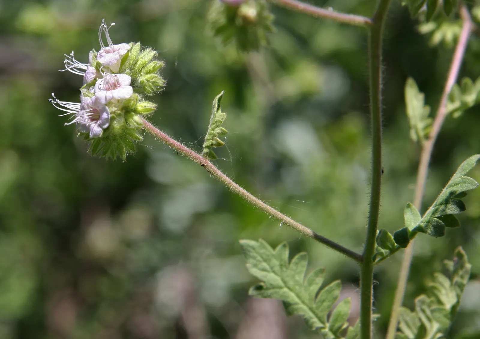 California Phacelia (Phacelia Californica) — This perennial prefers full sun to partial shade and thrives in well-drained soils; for best, image 99