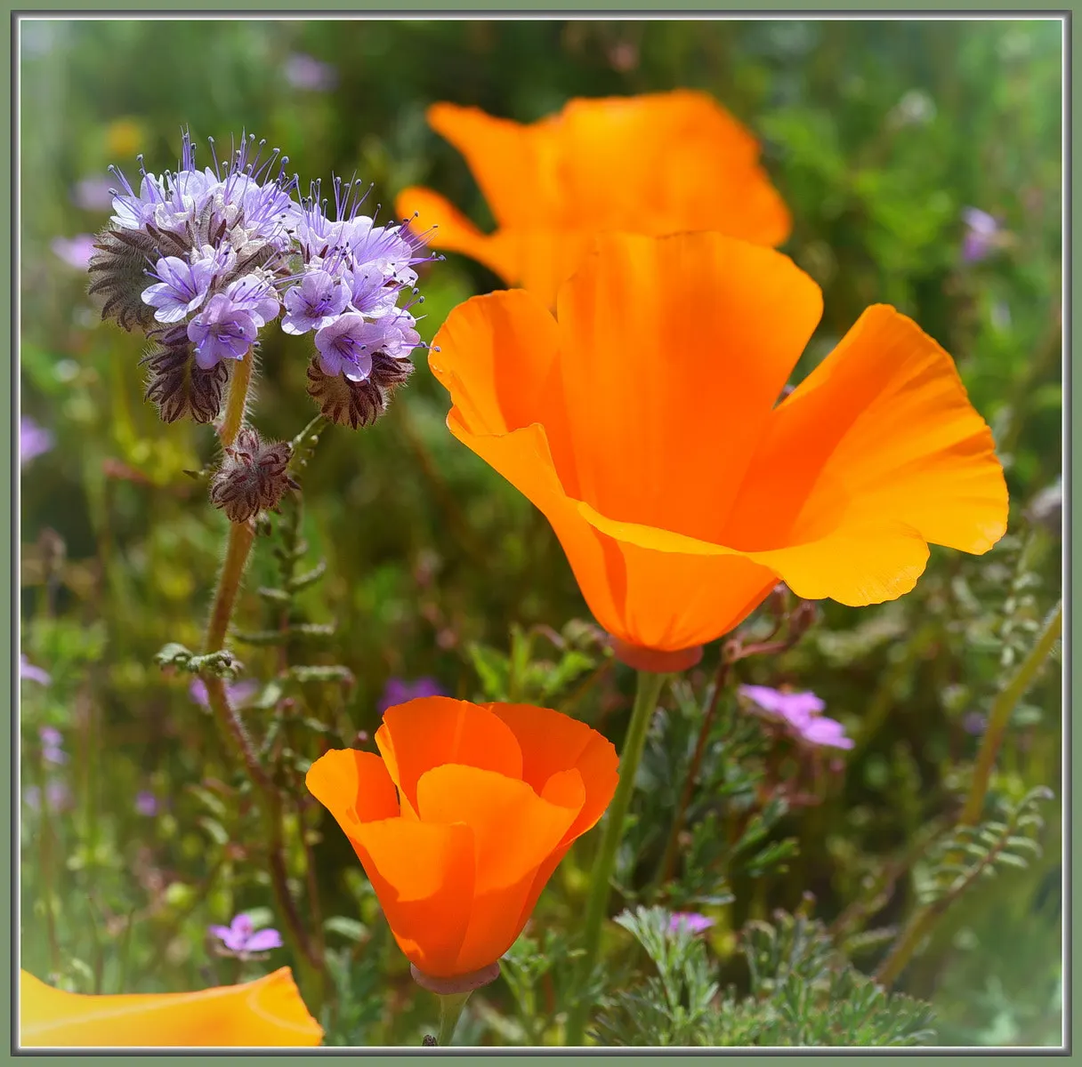 California Phacelia (Phacelia Californica) — purple flowers in the garden; including bees and butterflies