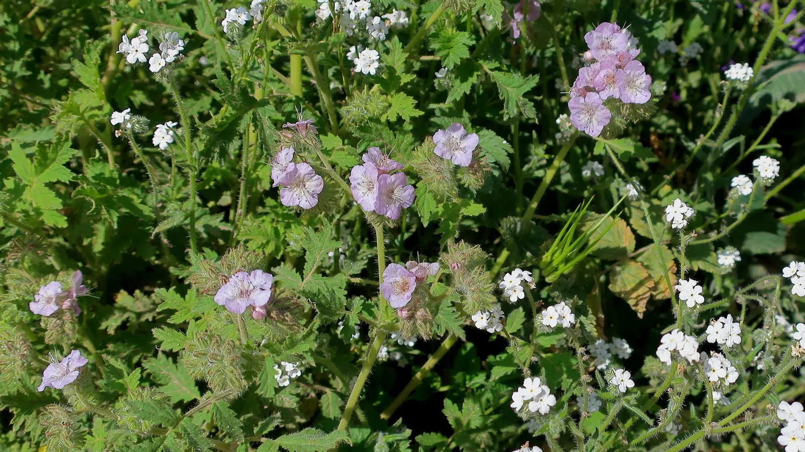 California Phacelia (Phacelia Californica) — and woodland habitats within its native spectrum.<br><br>Morphologically