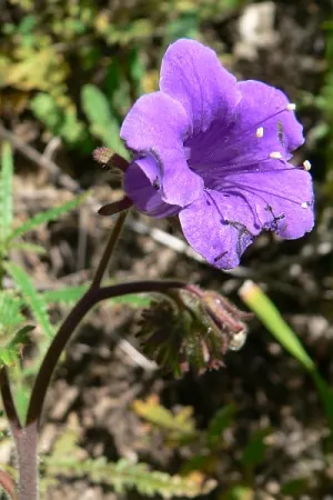California Phacelia (Phacelia Californica) — including bees and butterflies; purple flowers in the garden, image 55