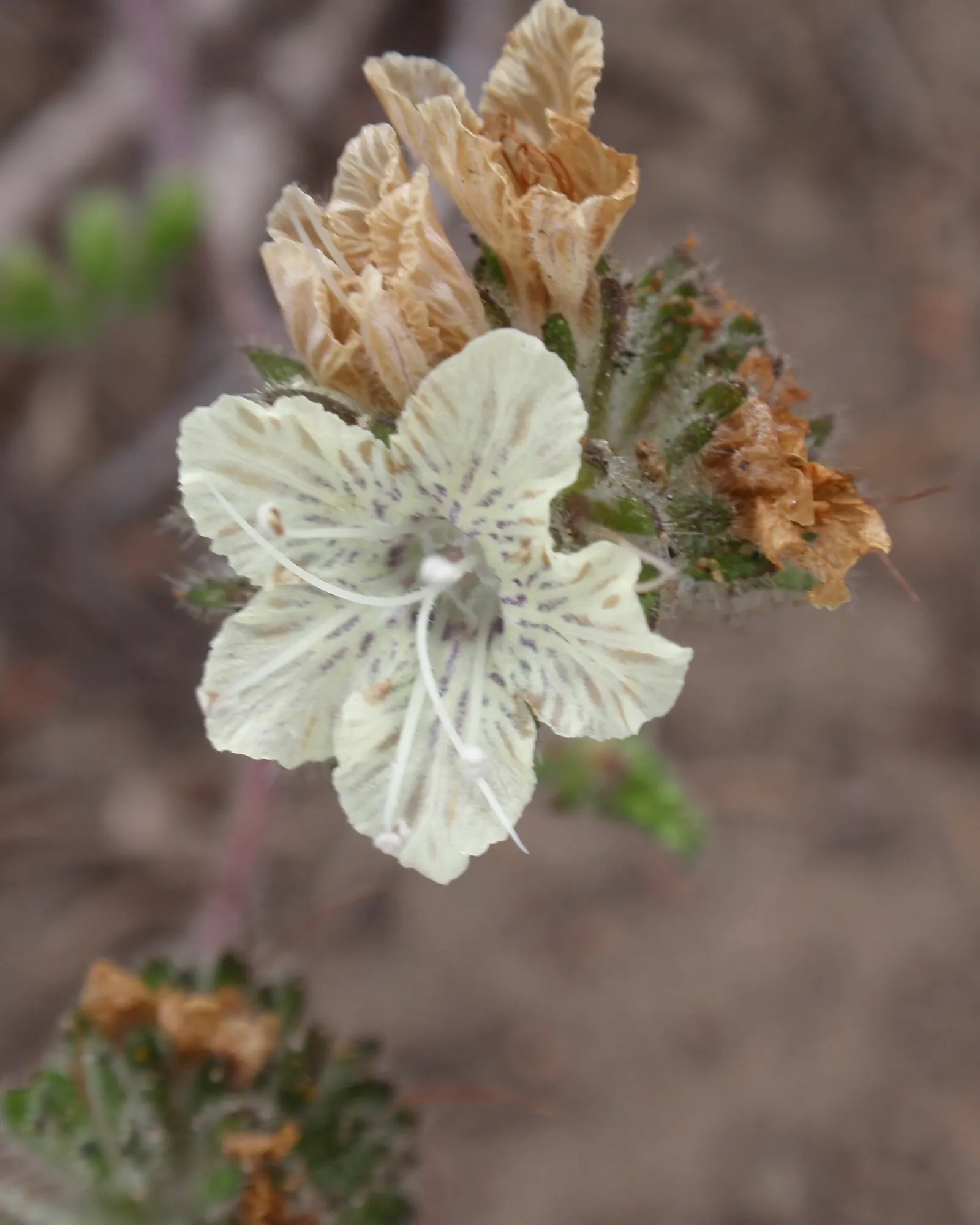 California Phacelia (Phacelia Californica) — Providing both visual pleasure and a sanctuary for wildlife; thereby contributing to the garden's, image 92