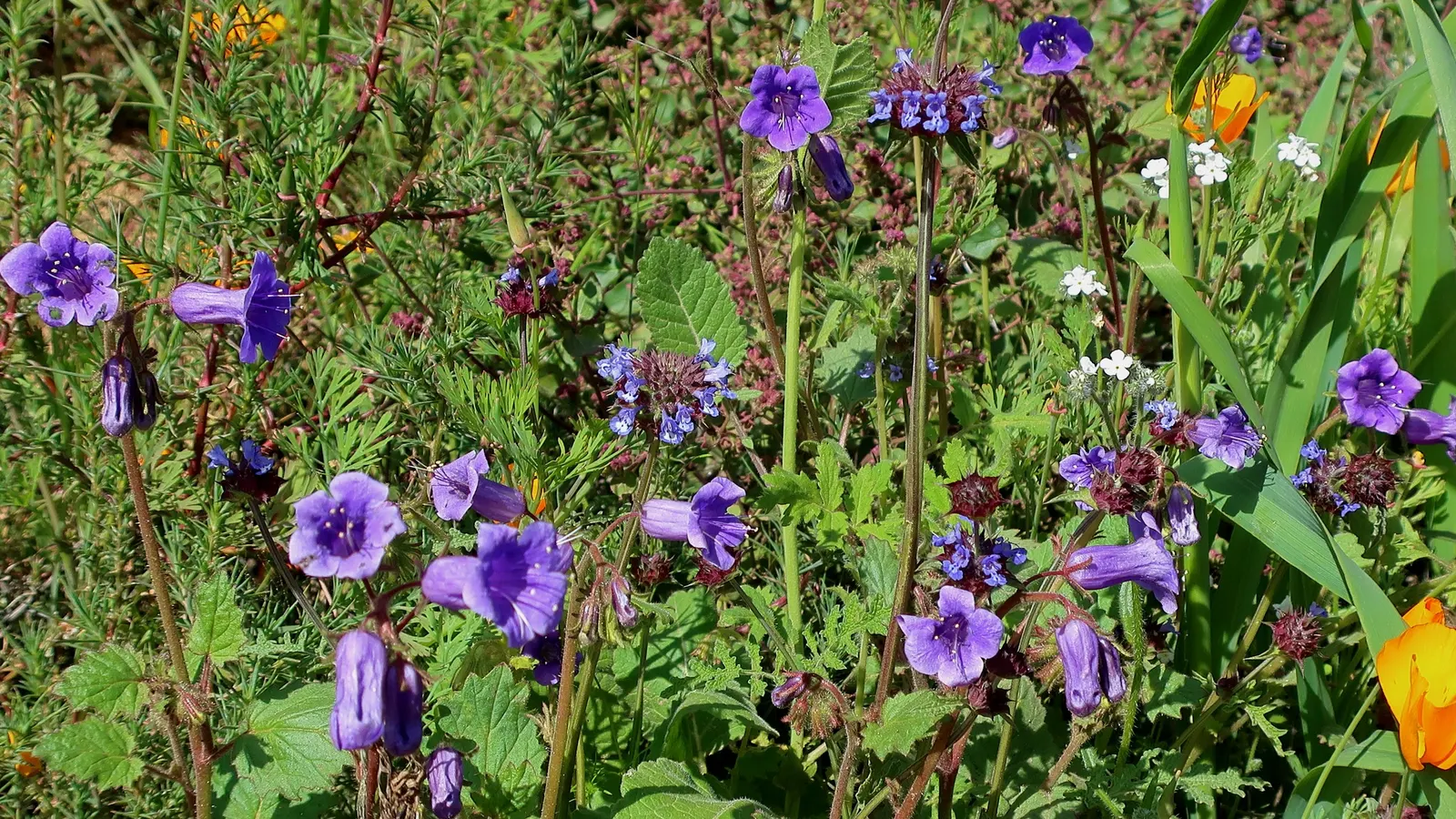 California Phacelia (Phacelia Californica) — commonly referred to as California phacelia; drought-tolerant once established