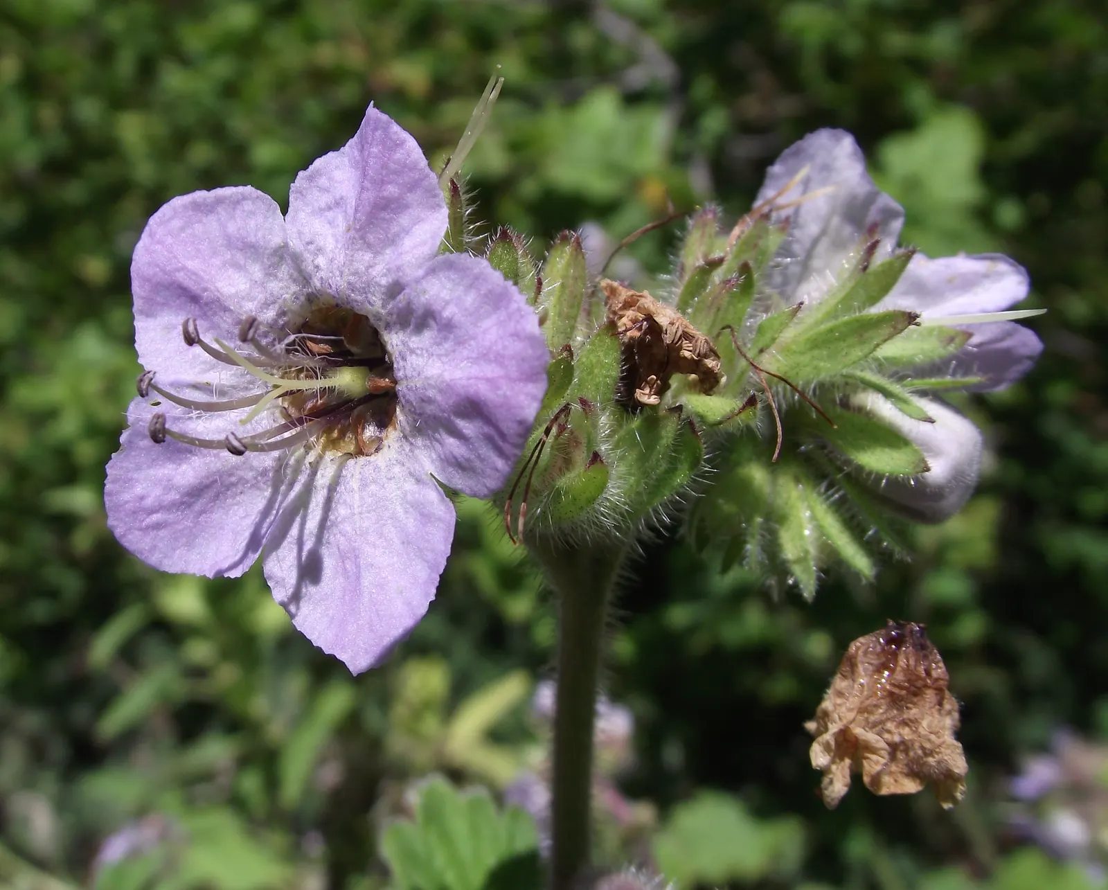 California Phacelia (Phacelia Californica) — encompassing coastal bluffs